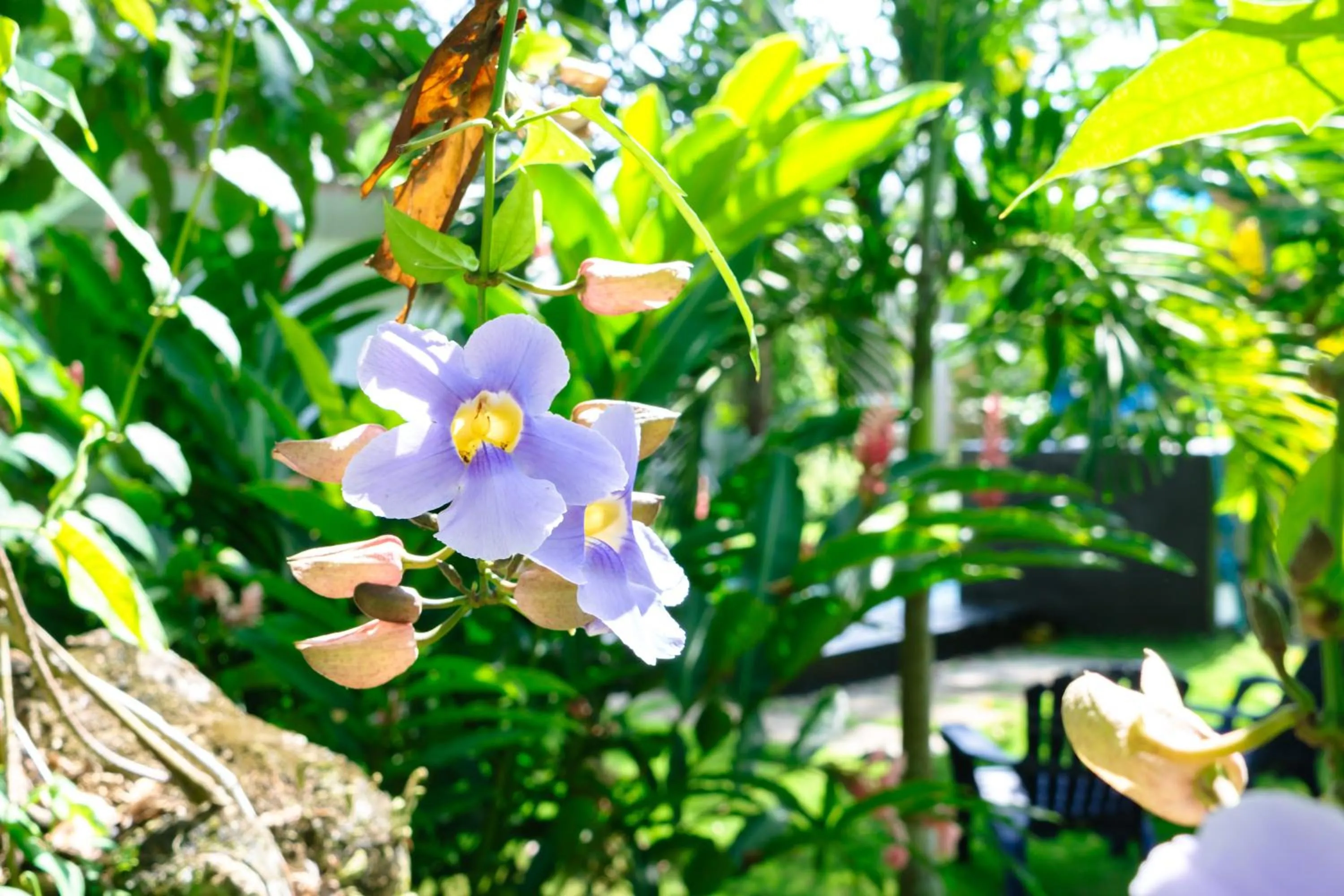 Swimming pool in Olivia del caribe suite
