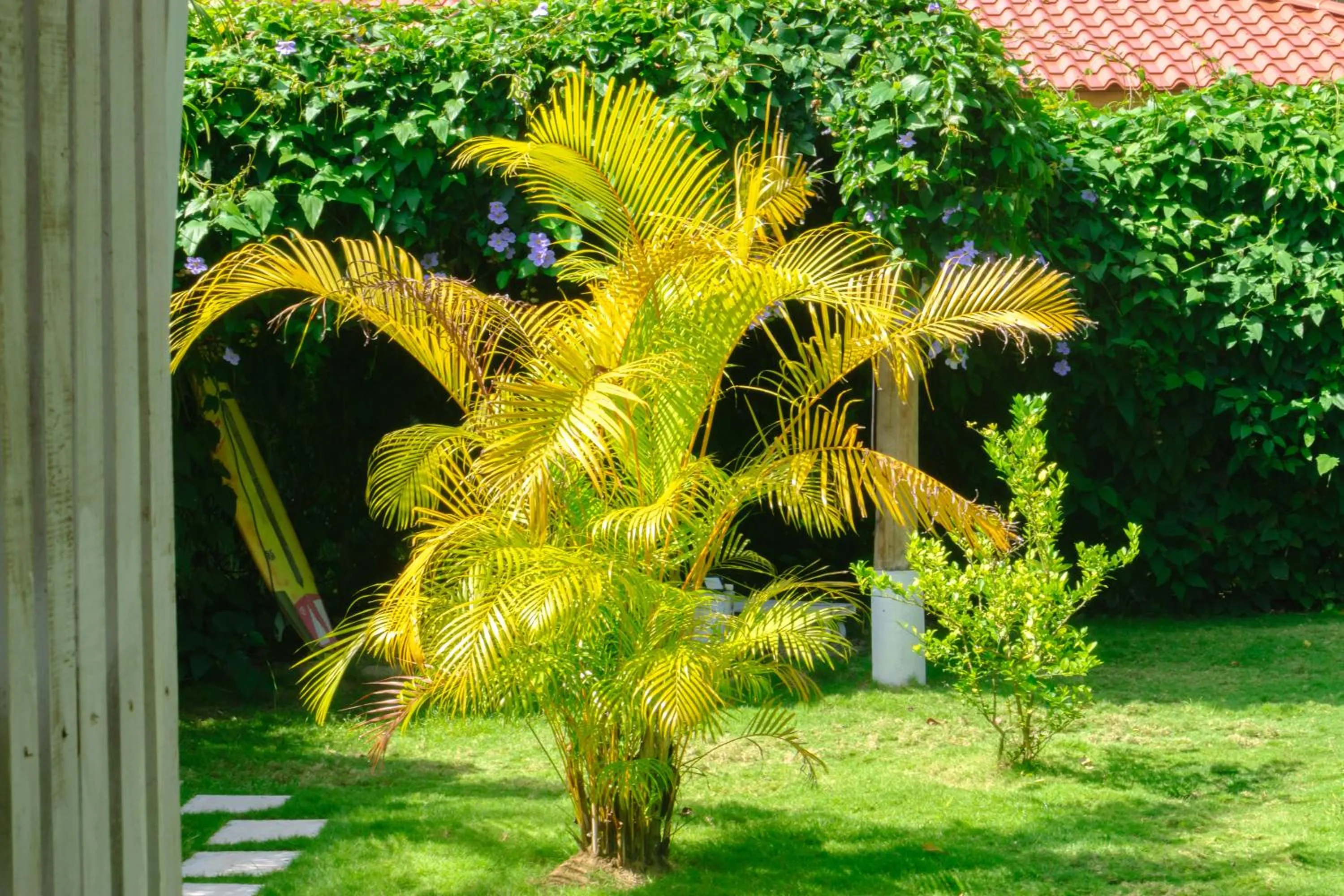 Garden in Olivia del caribe suite