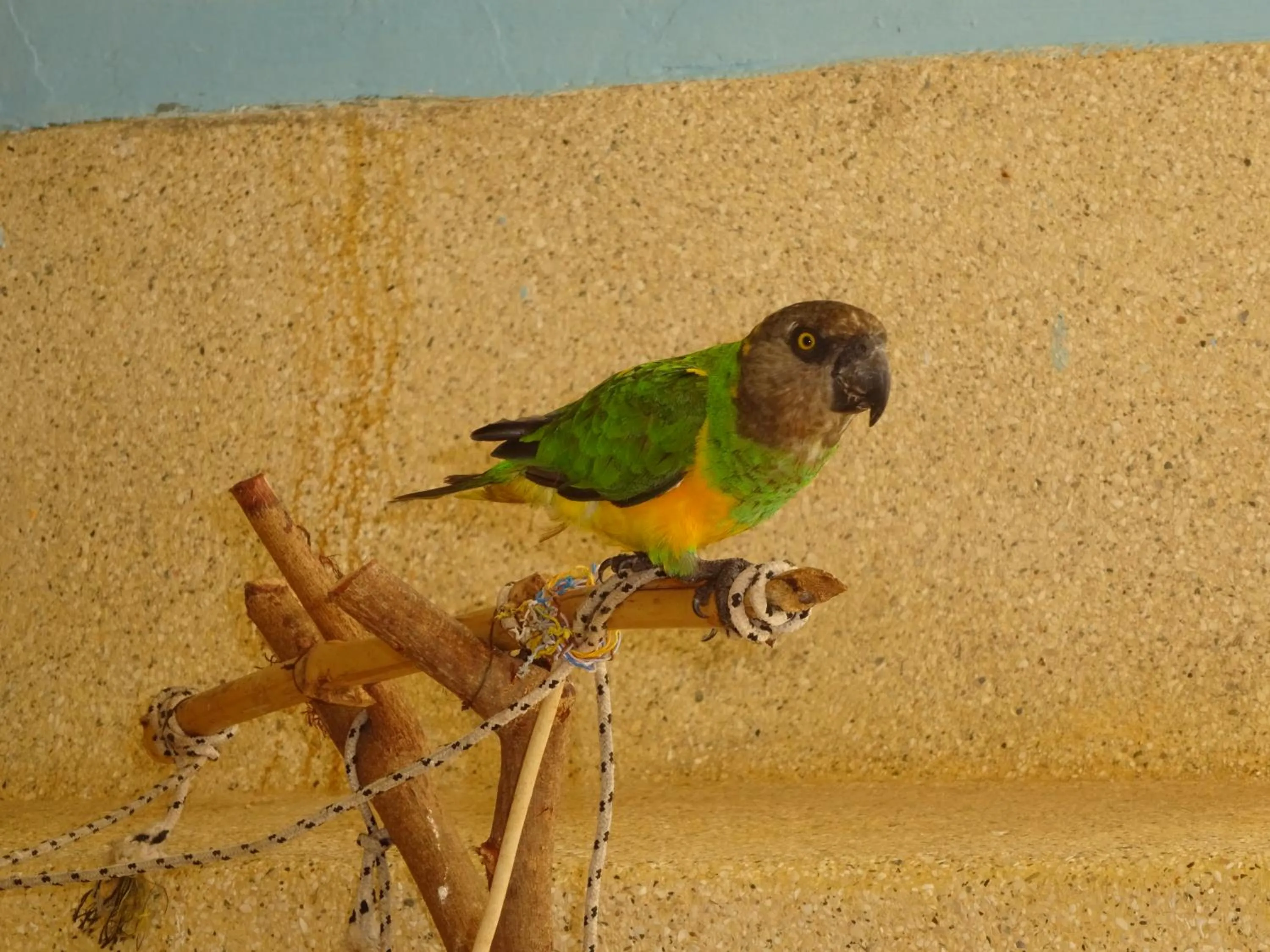 Animals in HOTEL DU BAR DE LA MER CAP SKIRRiNG