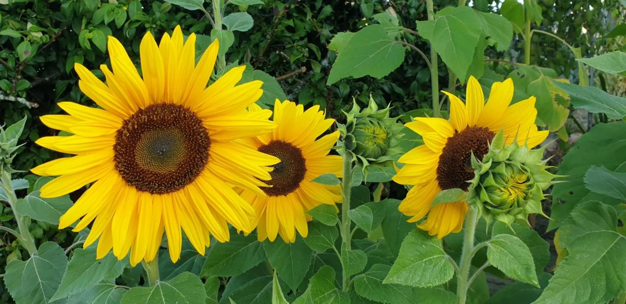Garden in Les Chalets de la MARGERIDE