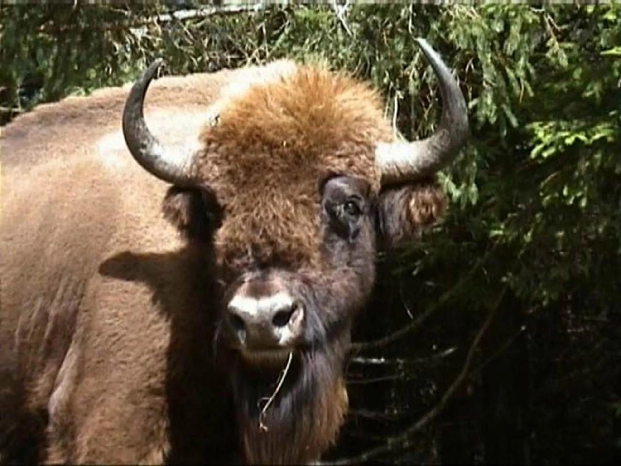 Les Chalets de la MARGERIDE