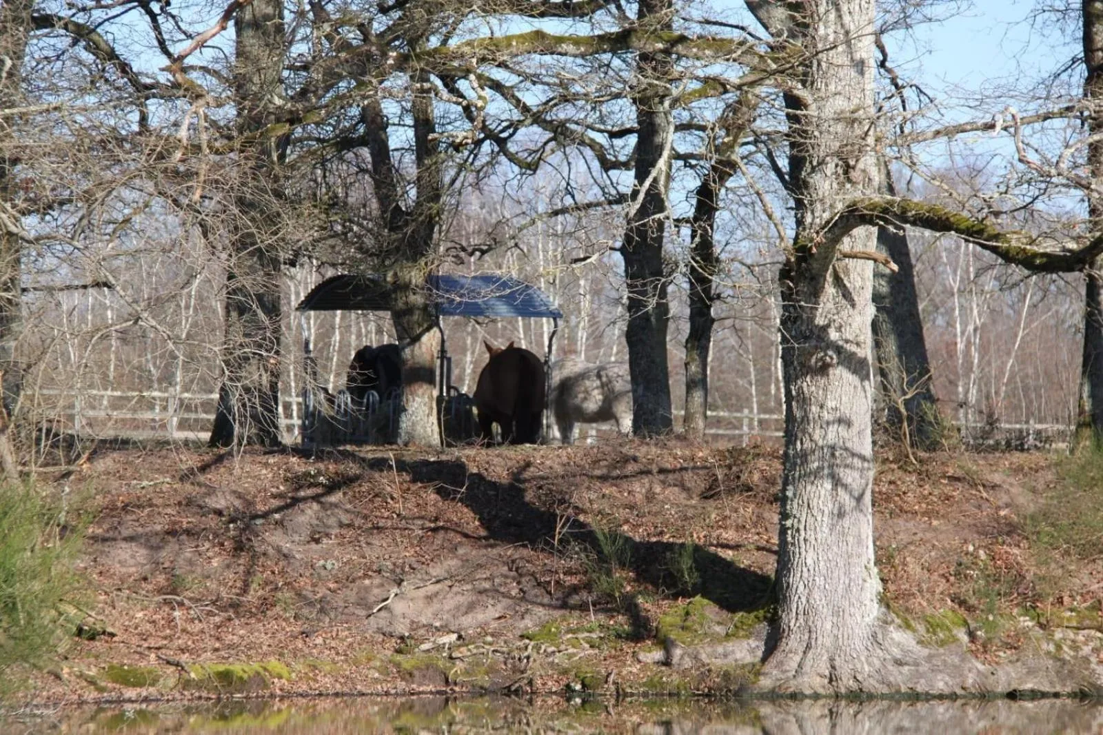 Gîte à la campagne 1 chambre Les Grandes Maisons Espace jacuzzi hammam SPA