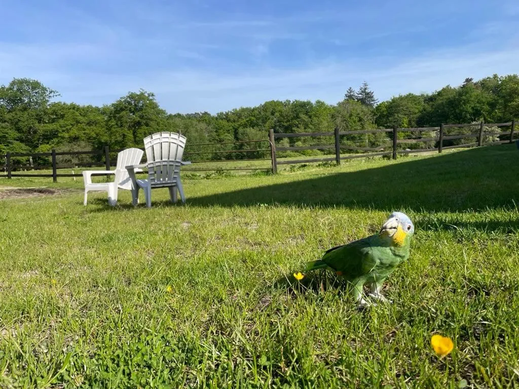 Garden in Gîte à la campagne 1 chambre Les Grandes Maisons Espace jacuzzi hammam SPA