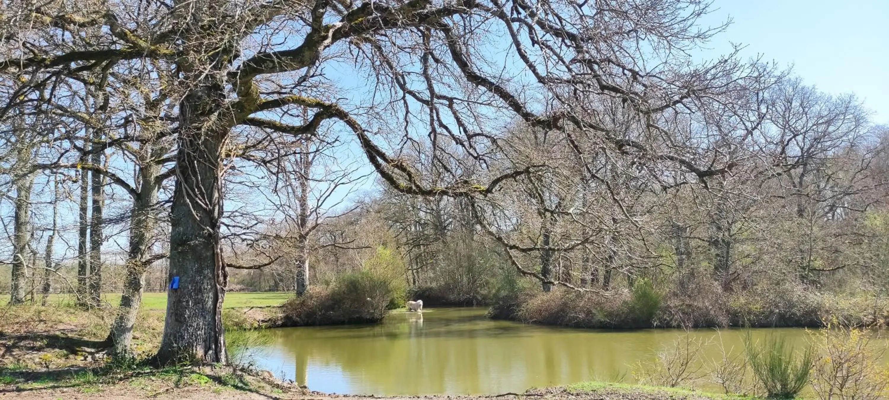 Garden in Gîte à la campagne 1 chambre Les Grandes Maisons Espace jacuzzi hammam SPA