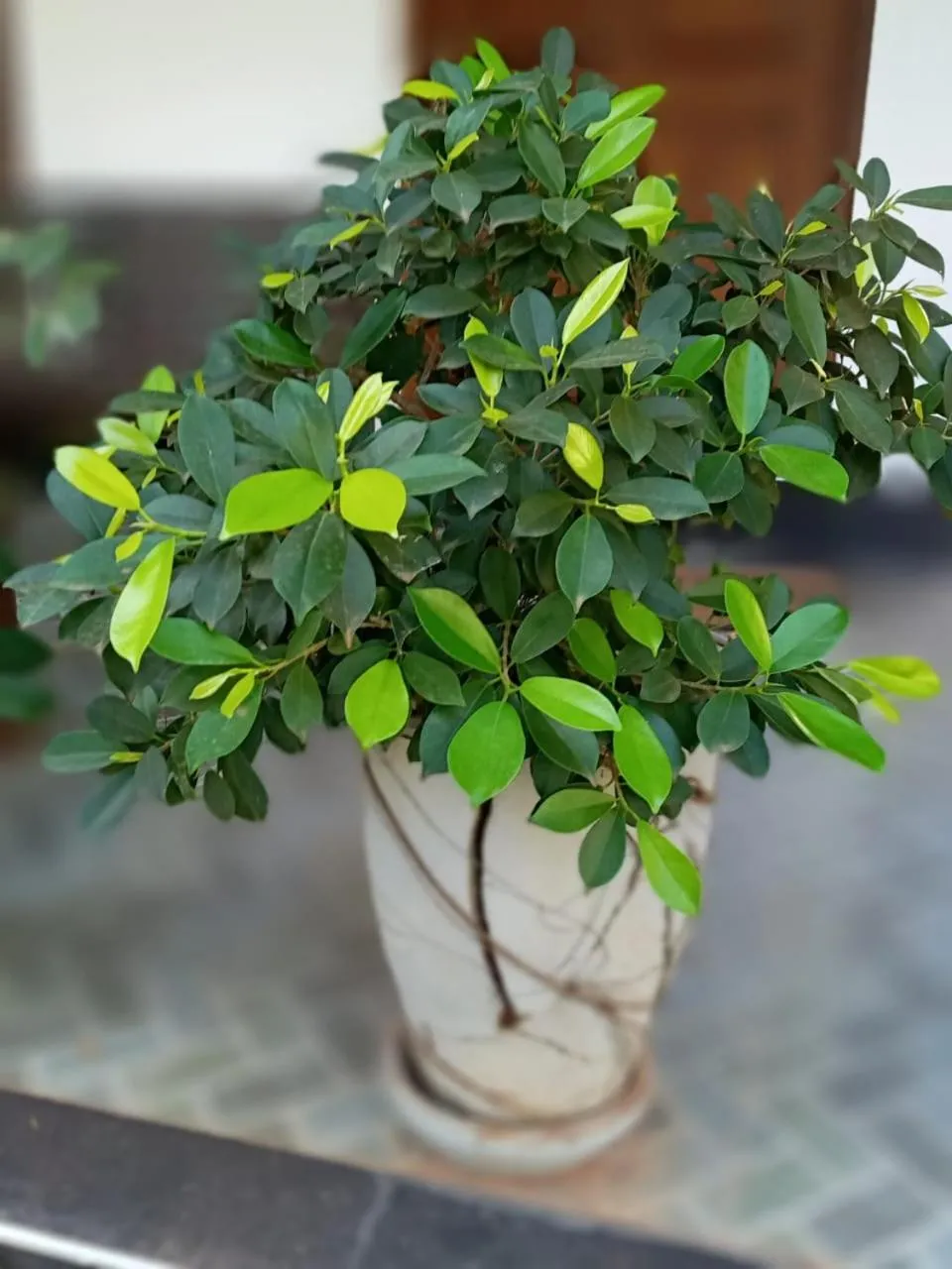 Garden in Serendip Villa Holiday Home Talalla Sri Lanka