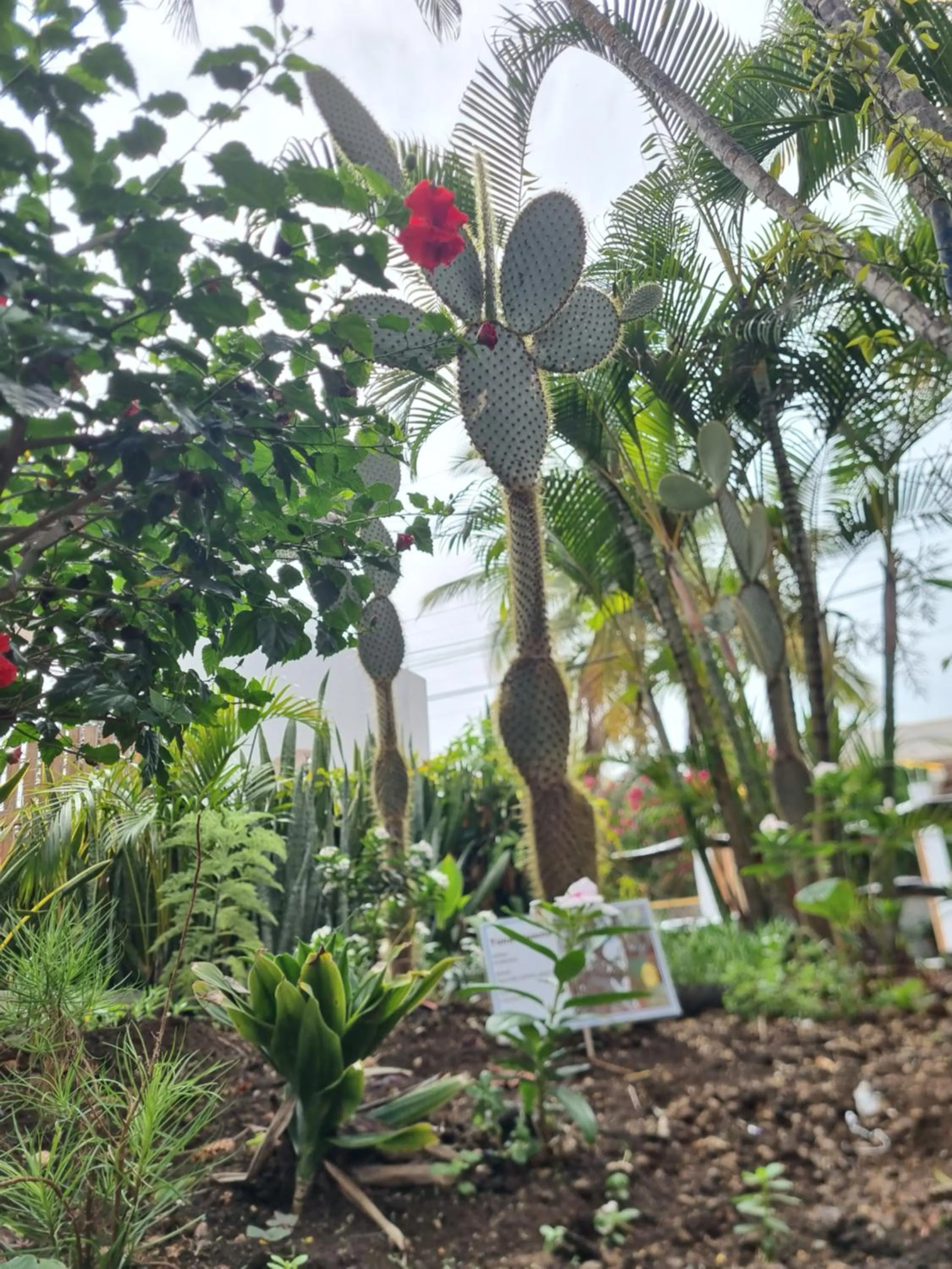 Garden in Fernandina Hotel & Spa