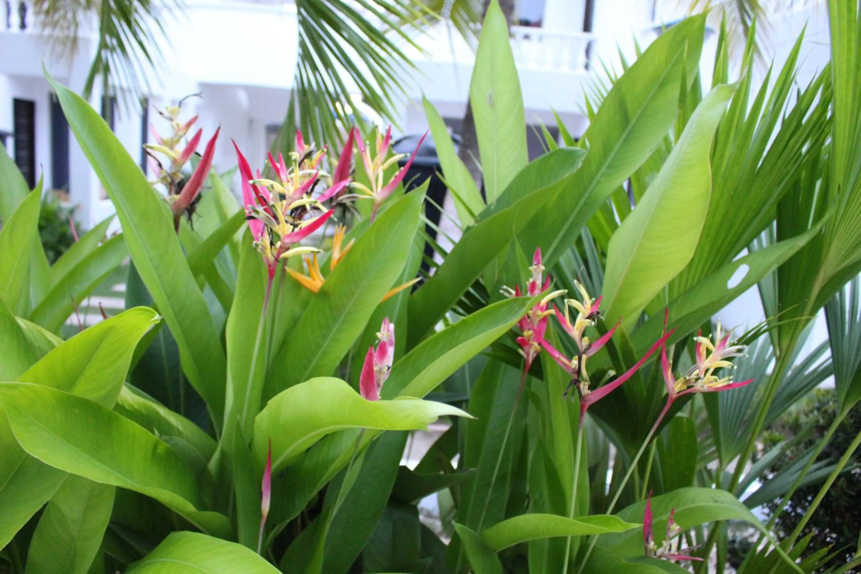 Garden in VAIA HOTELES