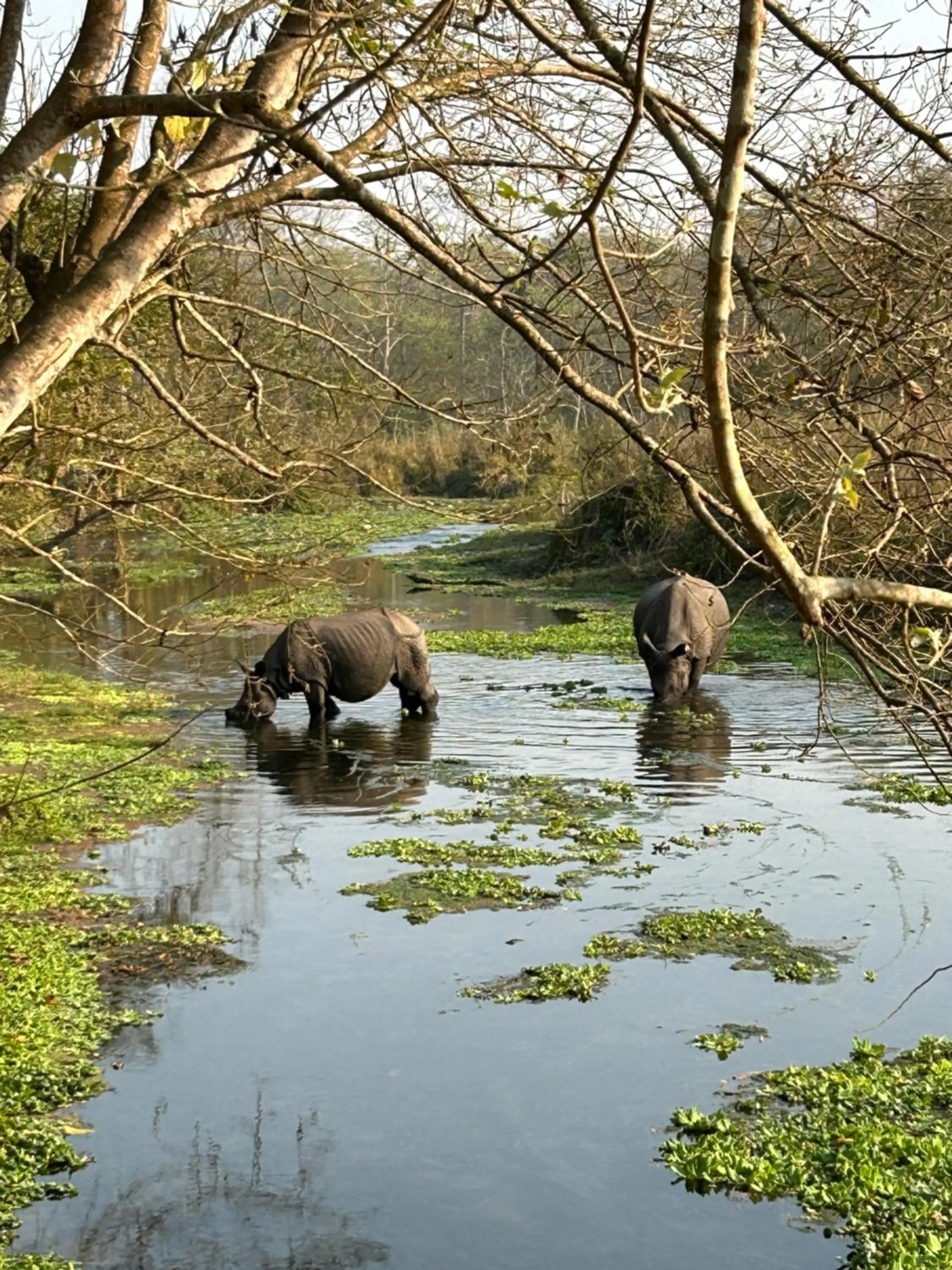 Tiger Wildlife Resort