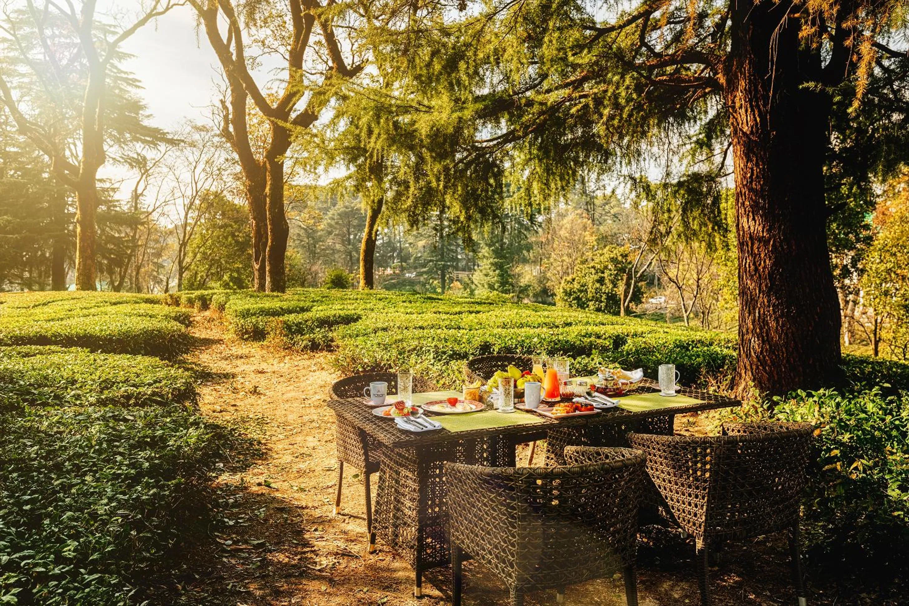 Restaurant/places to eat in Infinitea Dakbunglow Palampur