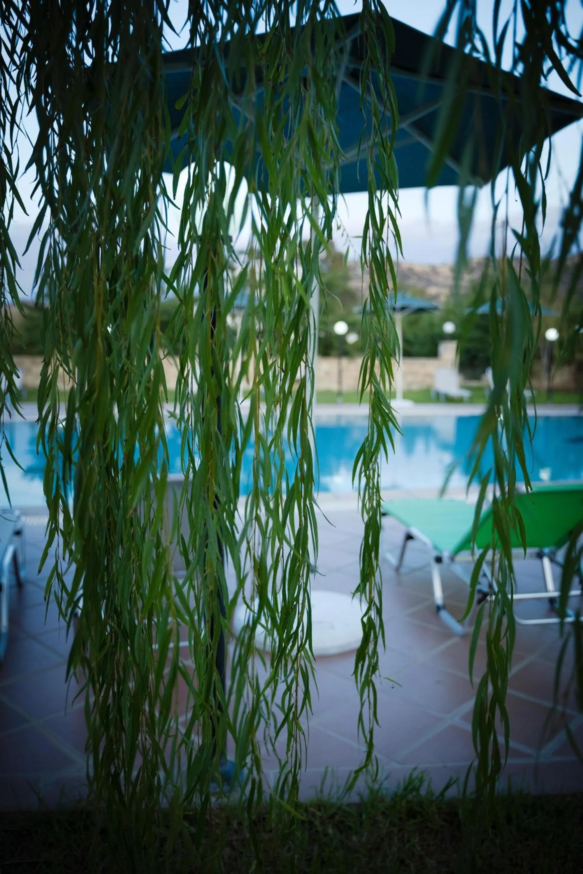 Garden in Dimitris Villa Hotel