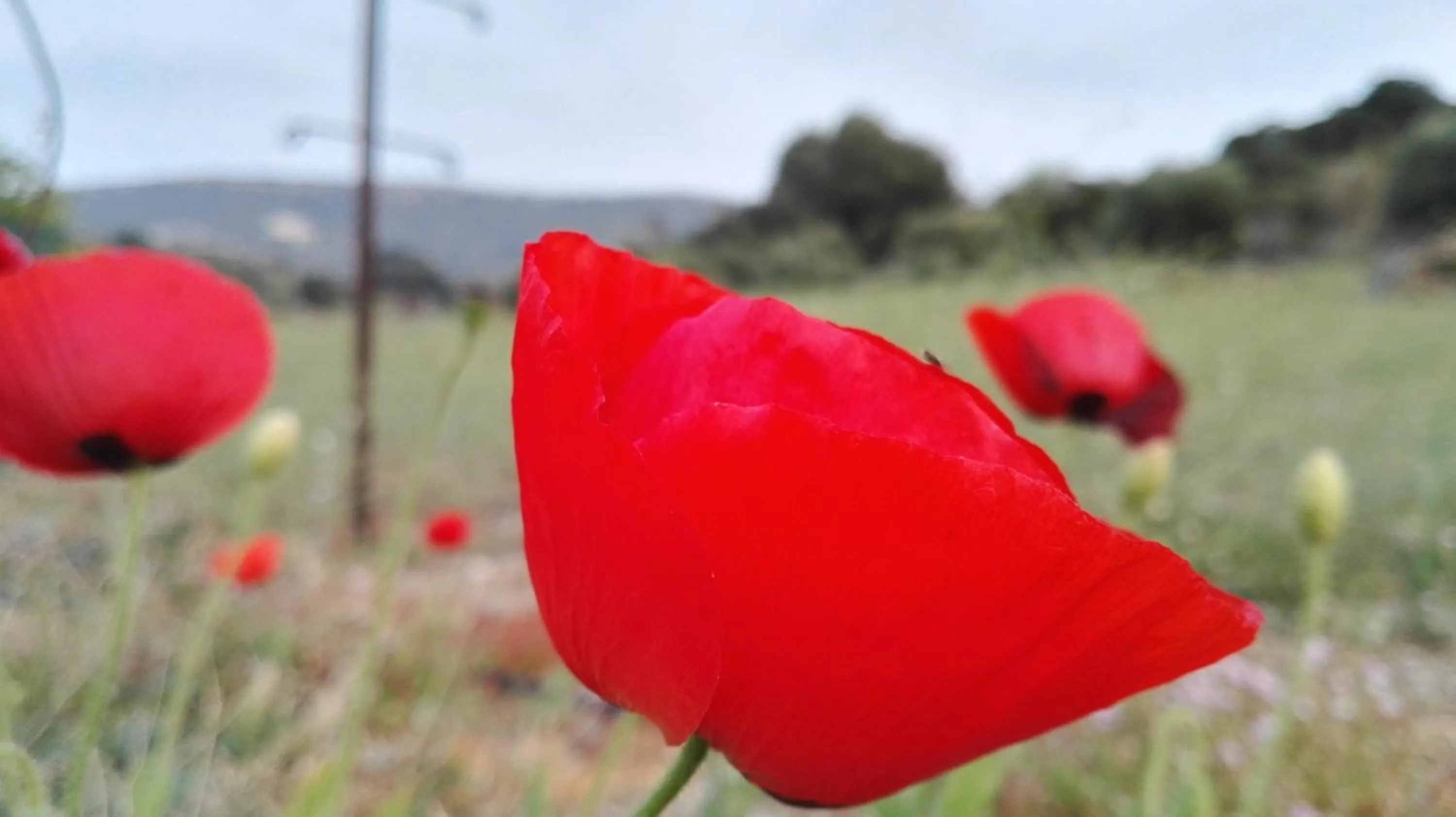 Restaurant/places to eat in Dimitris Villa Hotel