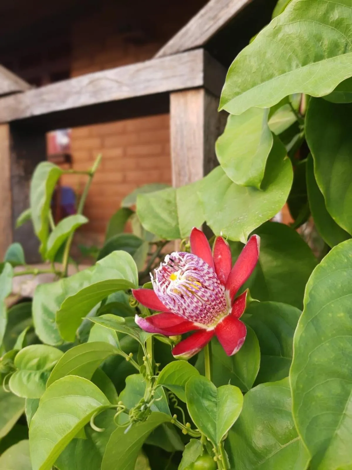 Garden in Huayápam Yù'ú Lodge