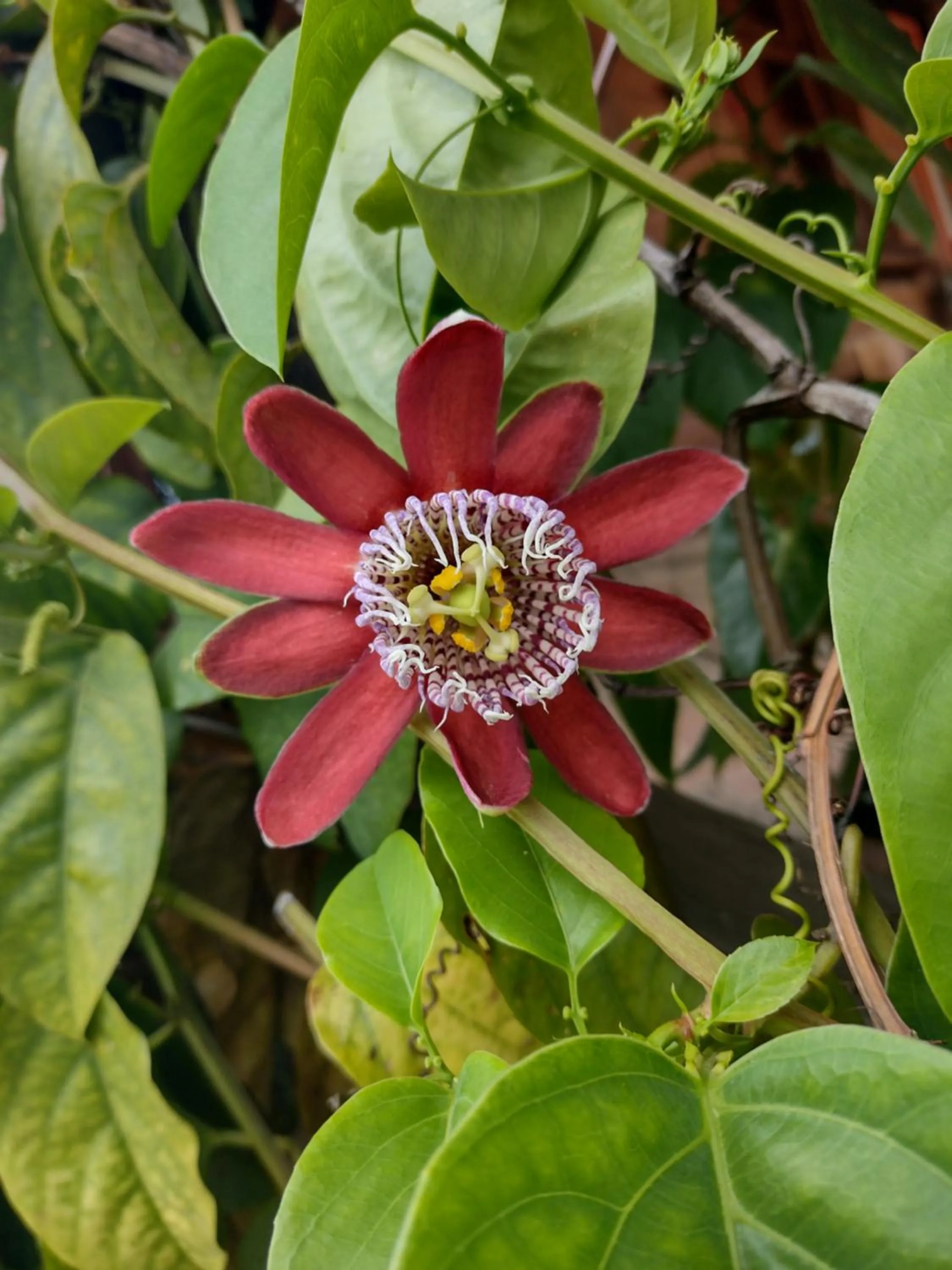 Day in Huayápam Yù'ú Lodge