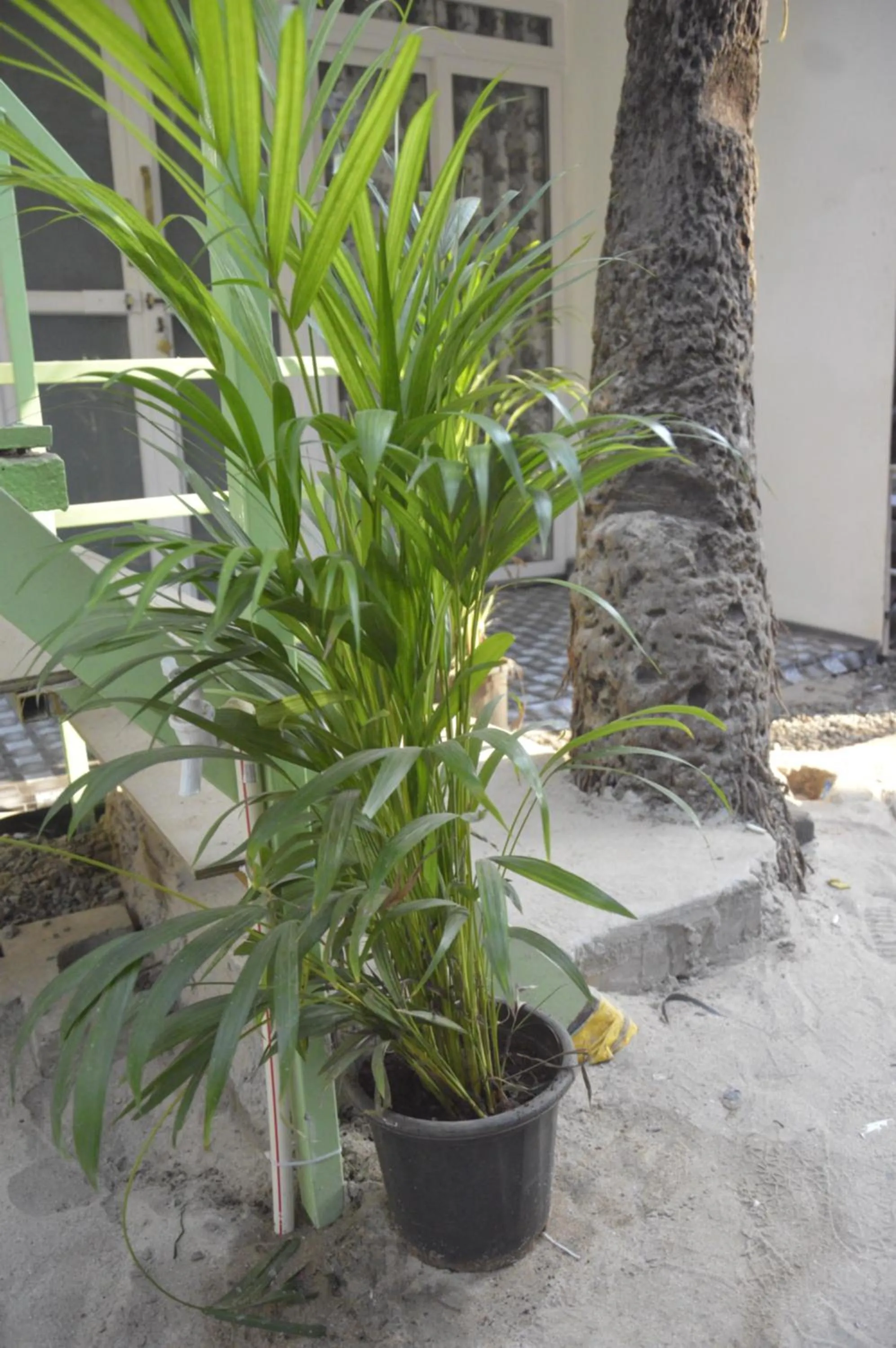 Garden in SUNBATH beach EXOTICA