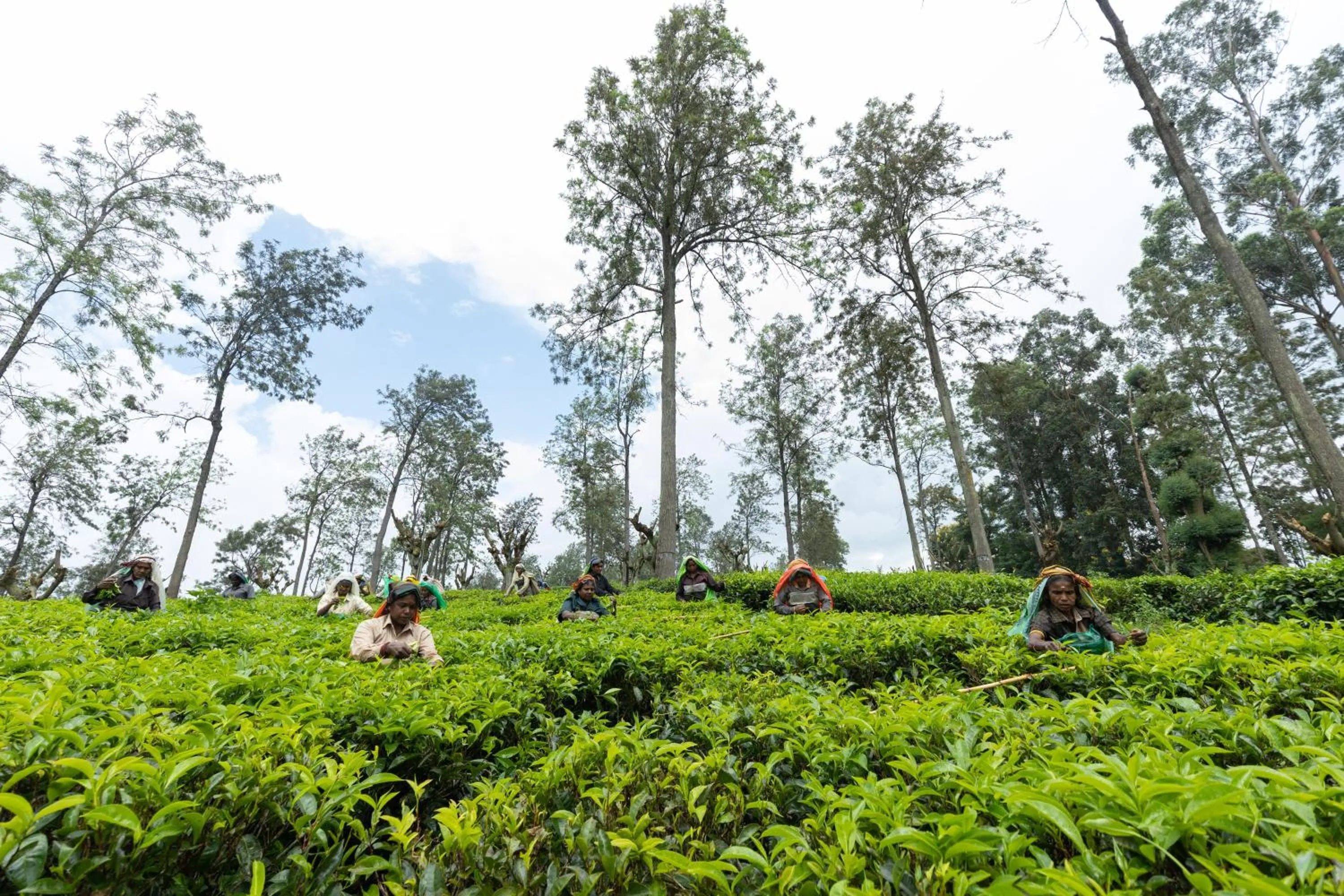 View (from property/room) in Olive Bungalow