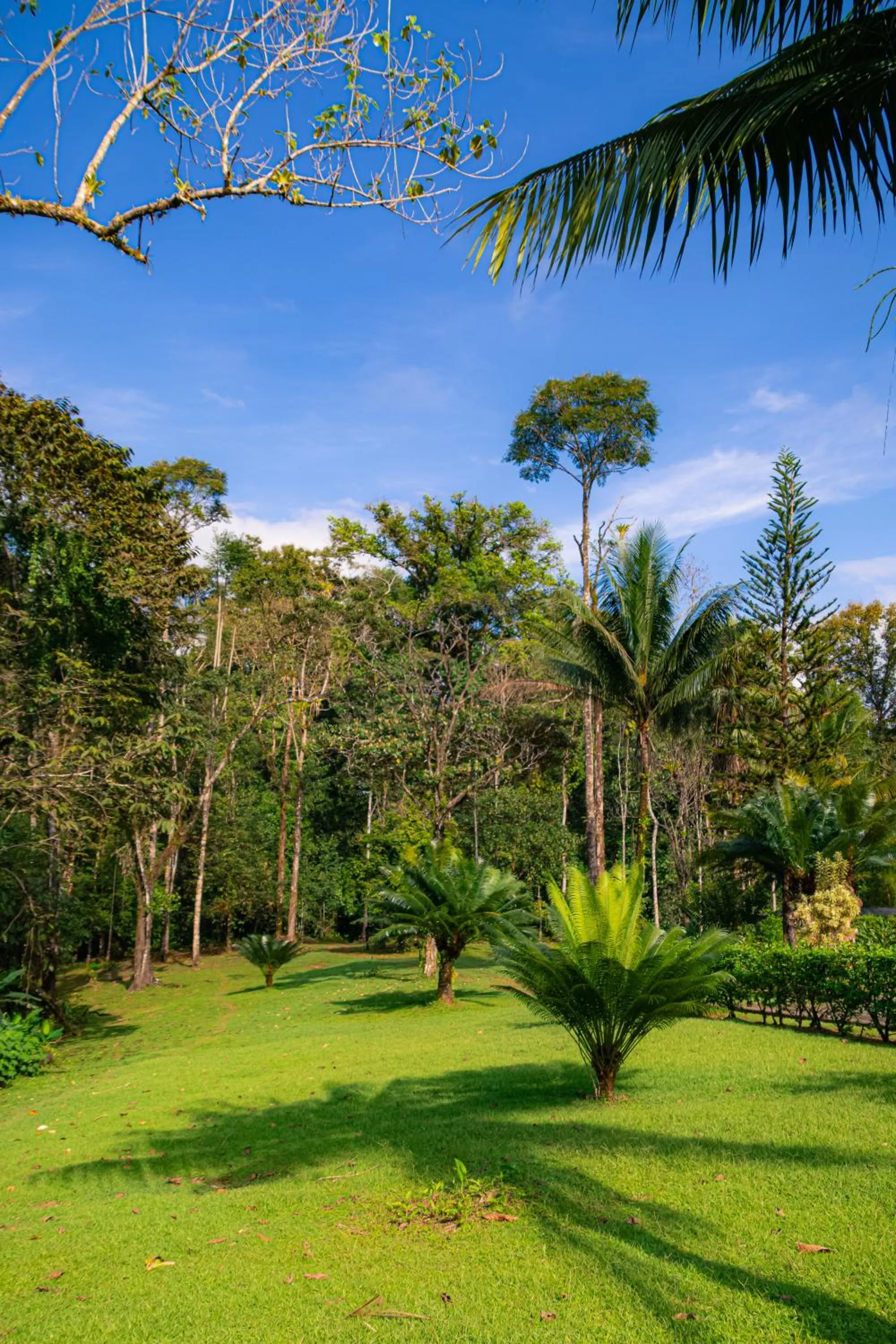 Garden view in Corcovado Wilderness Lodge by SCP