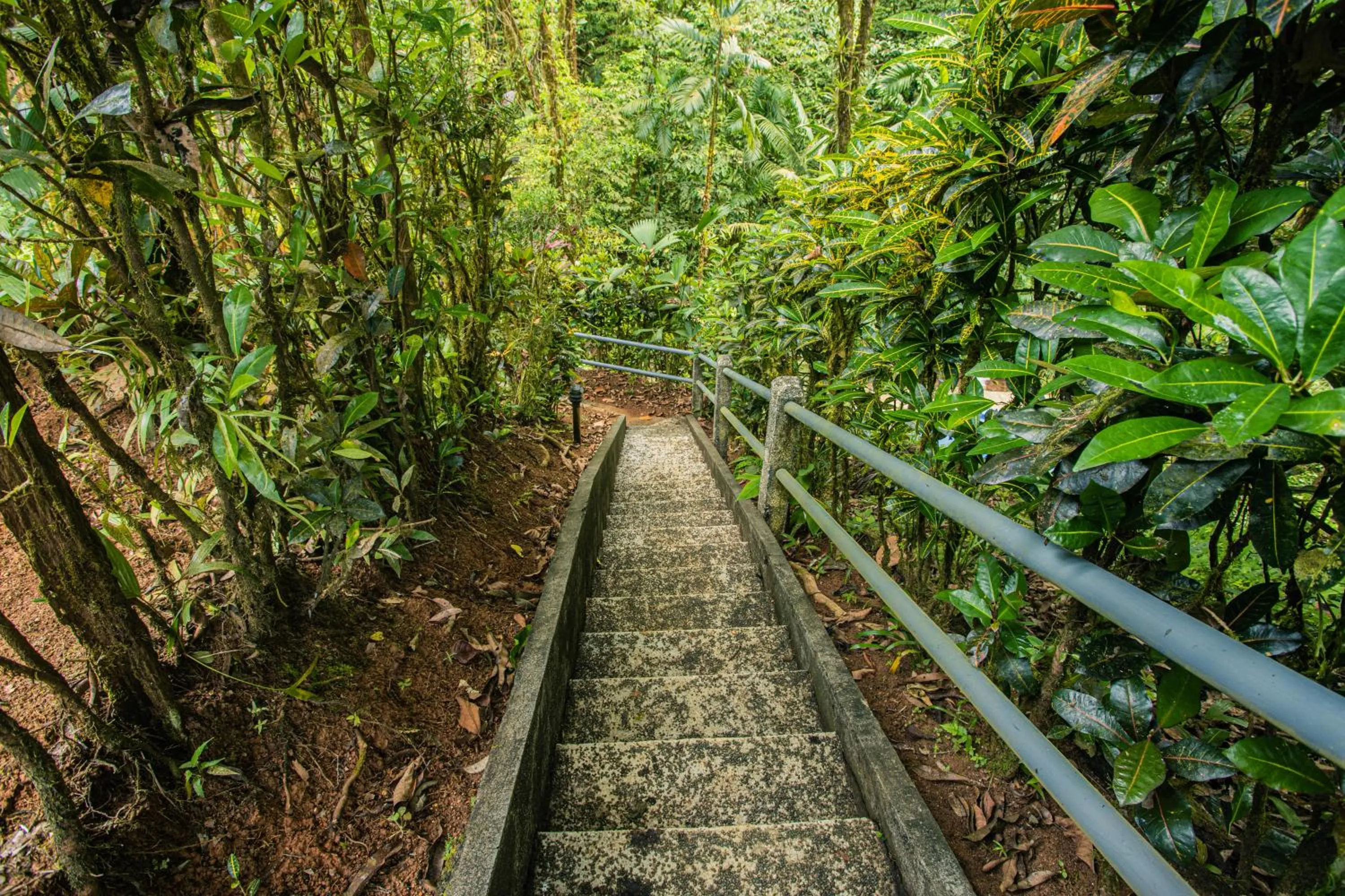 View (from property/room) in Corcovado Wilderness Lodge by SCP