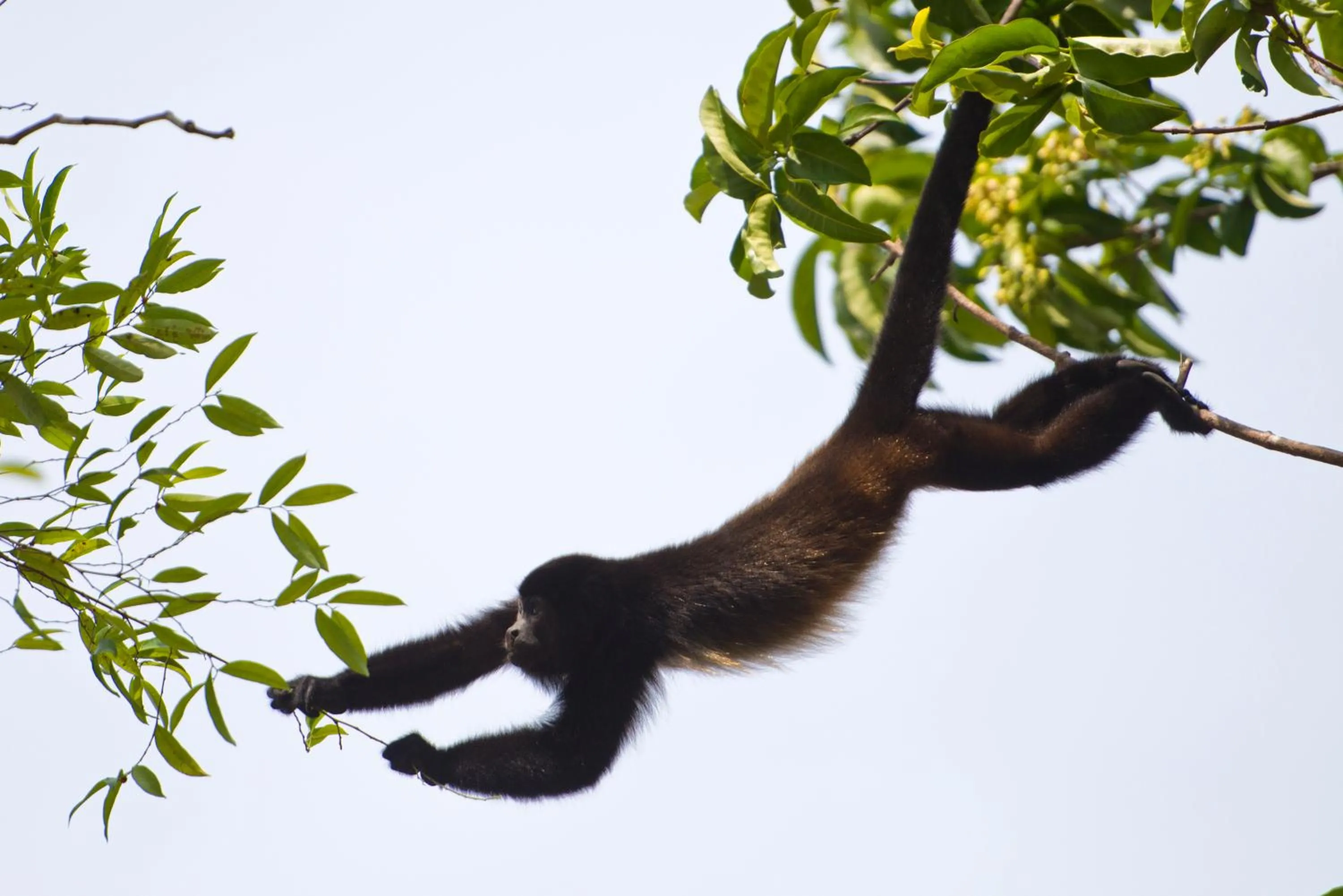 Animals in Corcovado Wilderness Lodge by SCP