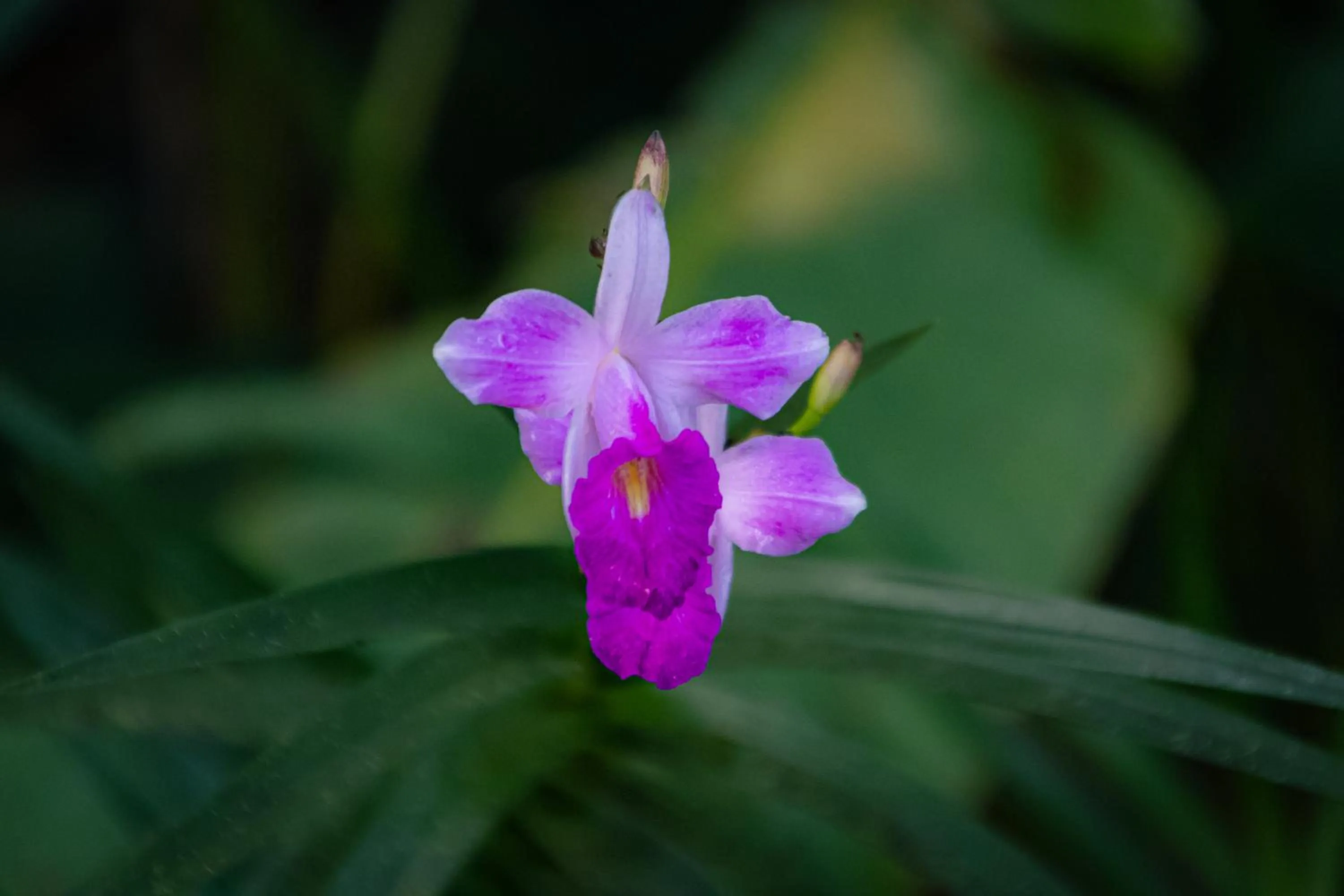 Spring in Corcovado Wilderness Lodge by SCP