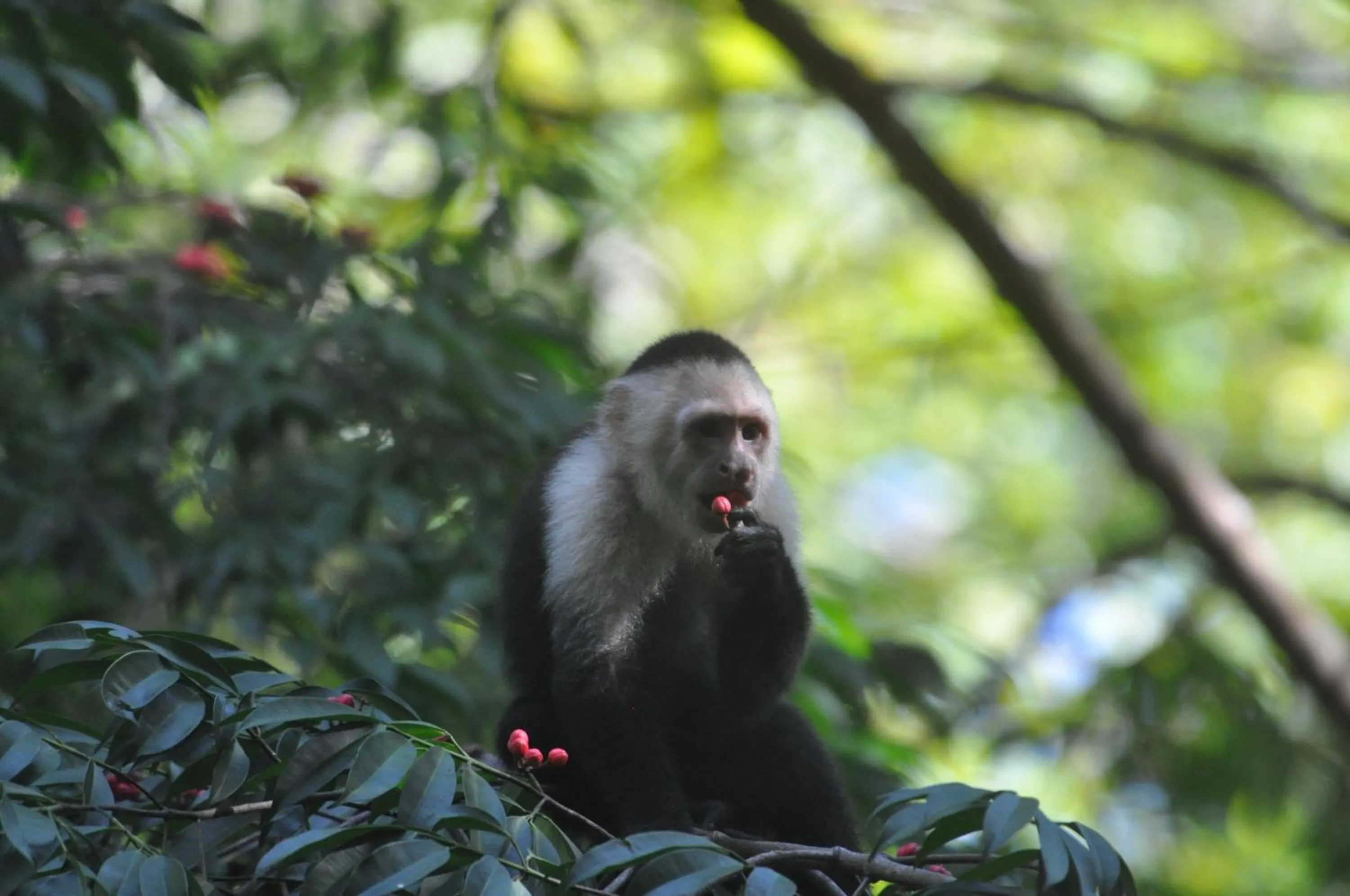 Animals in Corcovado Wilderness Lodge by SCP