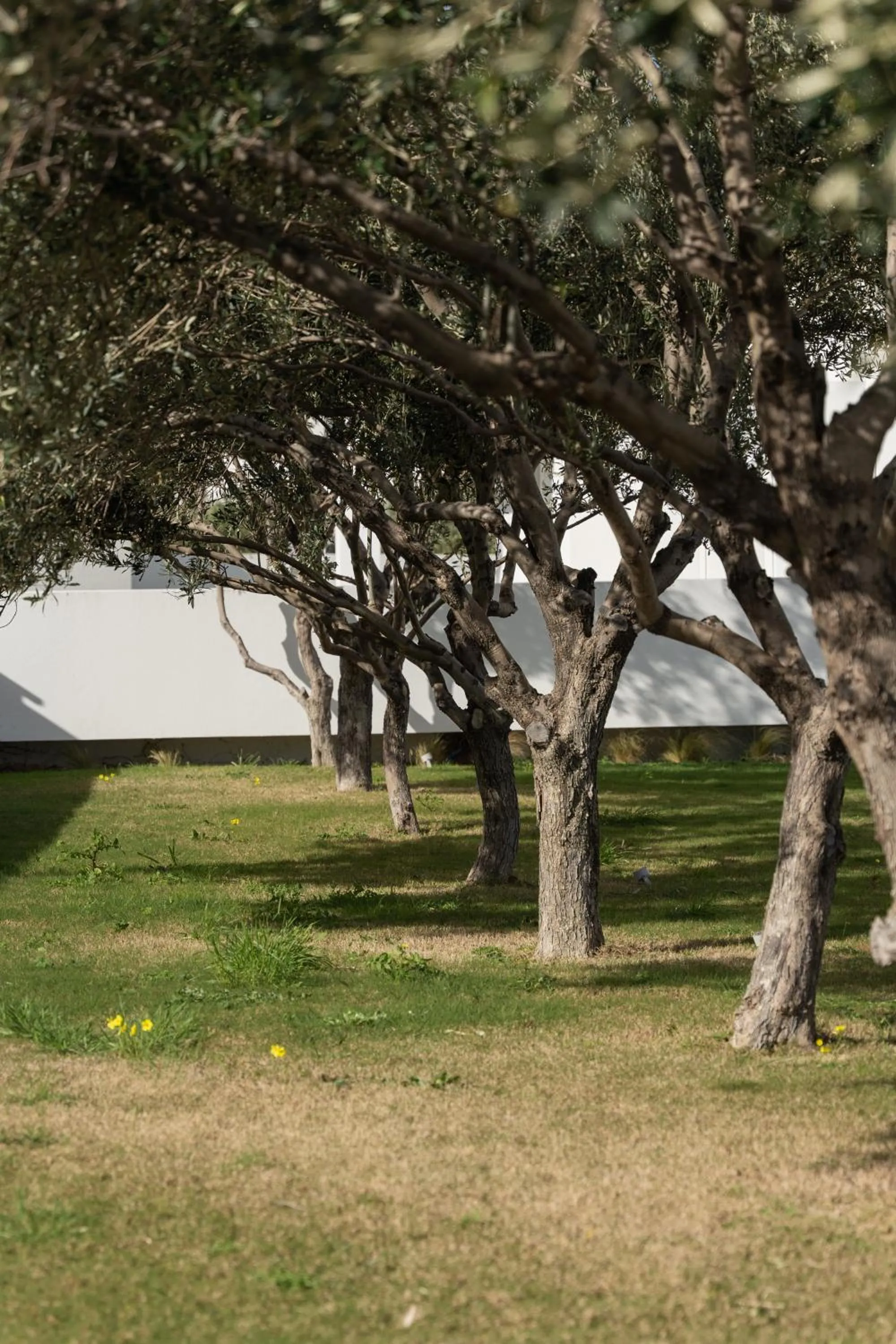 Garden in Tzanis Resort Skyros