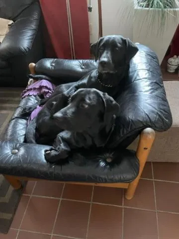 Animals in Ankis Bed and Brekfast, Vimmerby