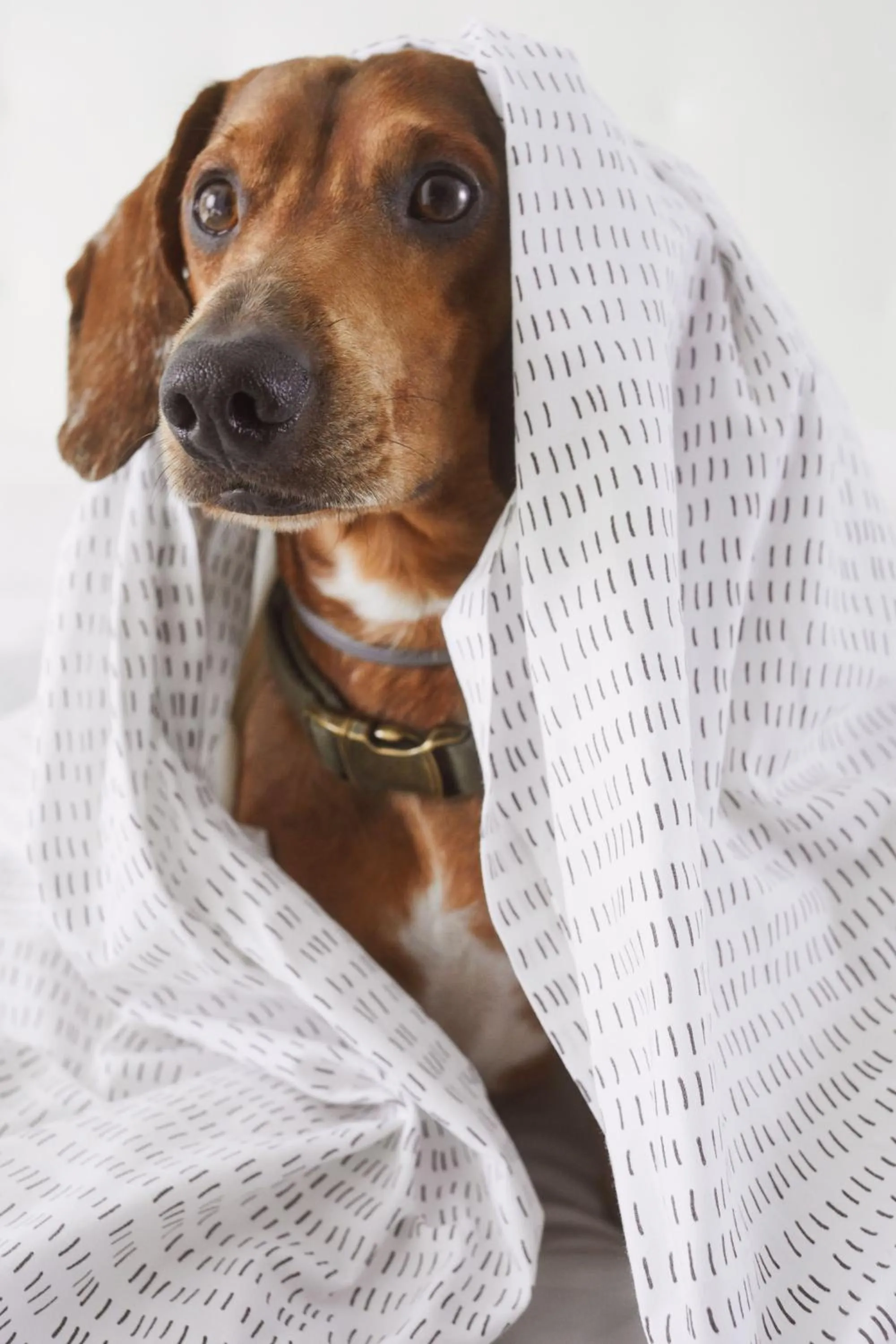 Pets in Hotel Scirocco St. Julian's Affiliated by Meliá