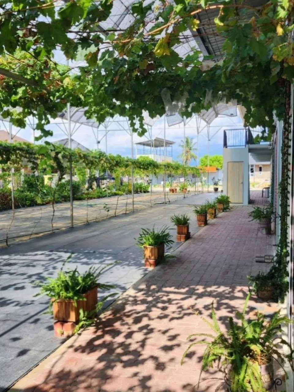 Garden view in Grapevine Garden