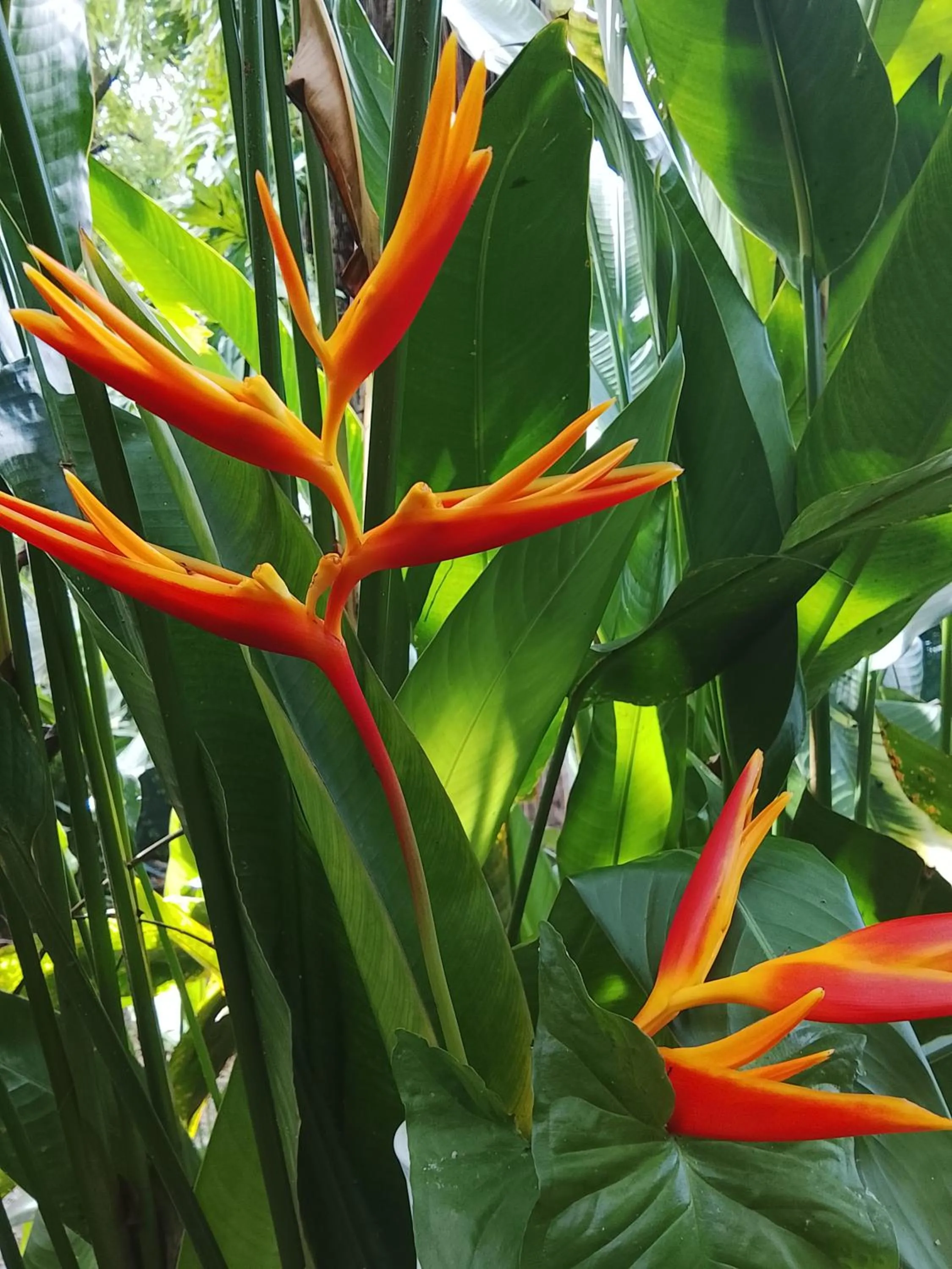 Garden in Hotel Exotic Lodge