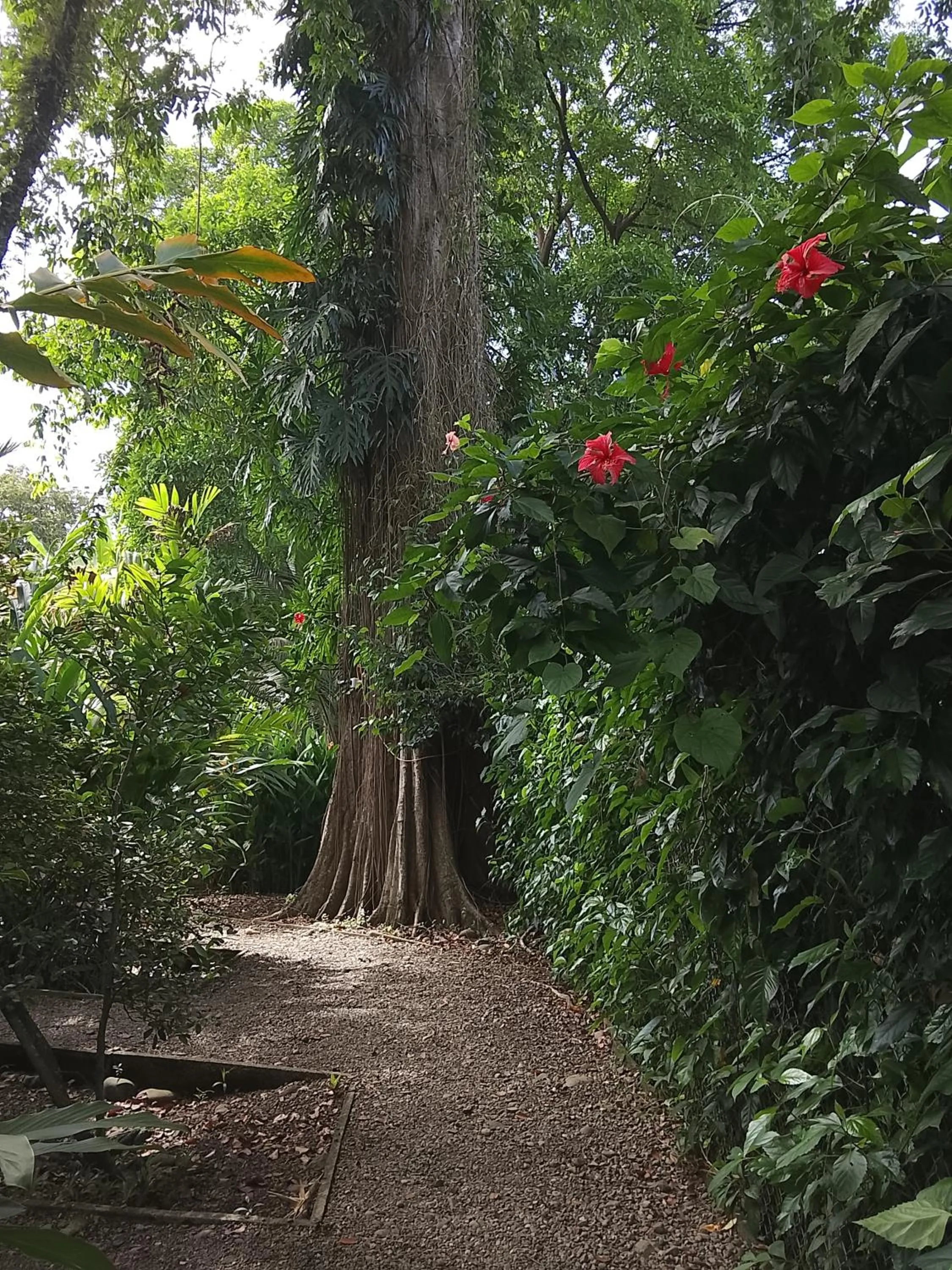 Garden in Hotel Exotic Lodge