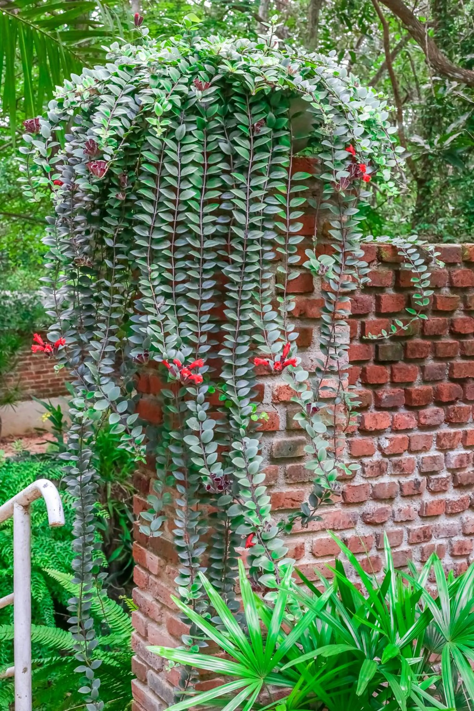 Natural landscape in Ceylon Kingsmen Garden - Katunayake Airport Transit Hotels
