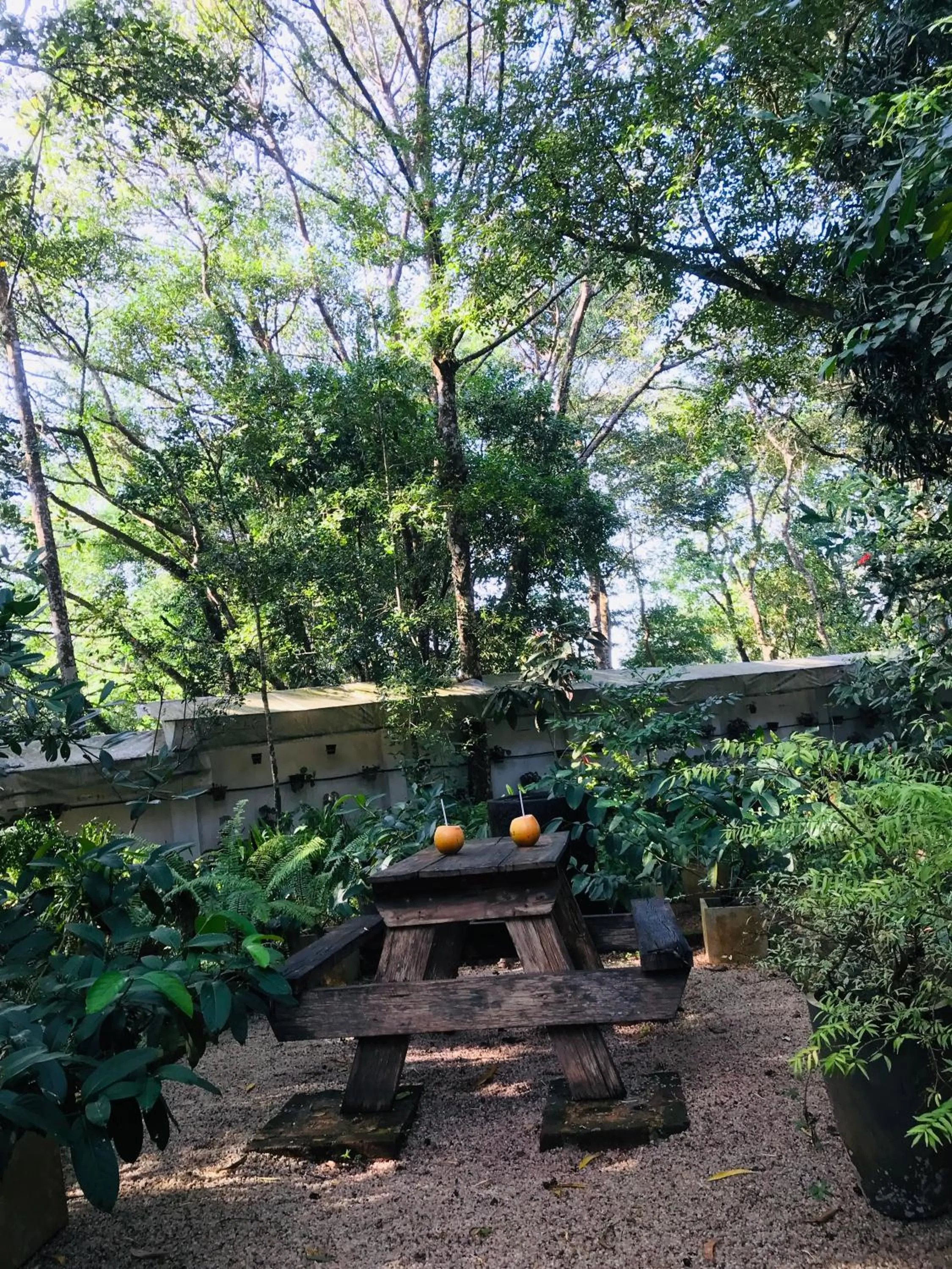 Natural landscape in Ceylon Kingsmen Garden - Katunayake Airport Transit Hotels