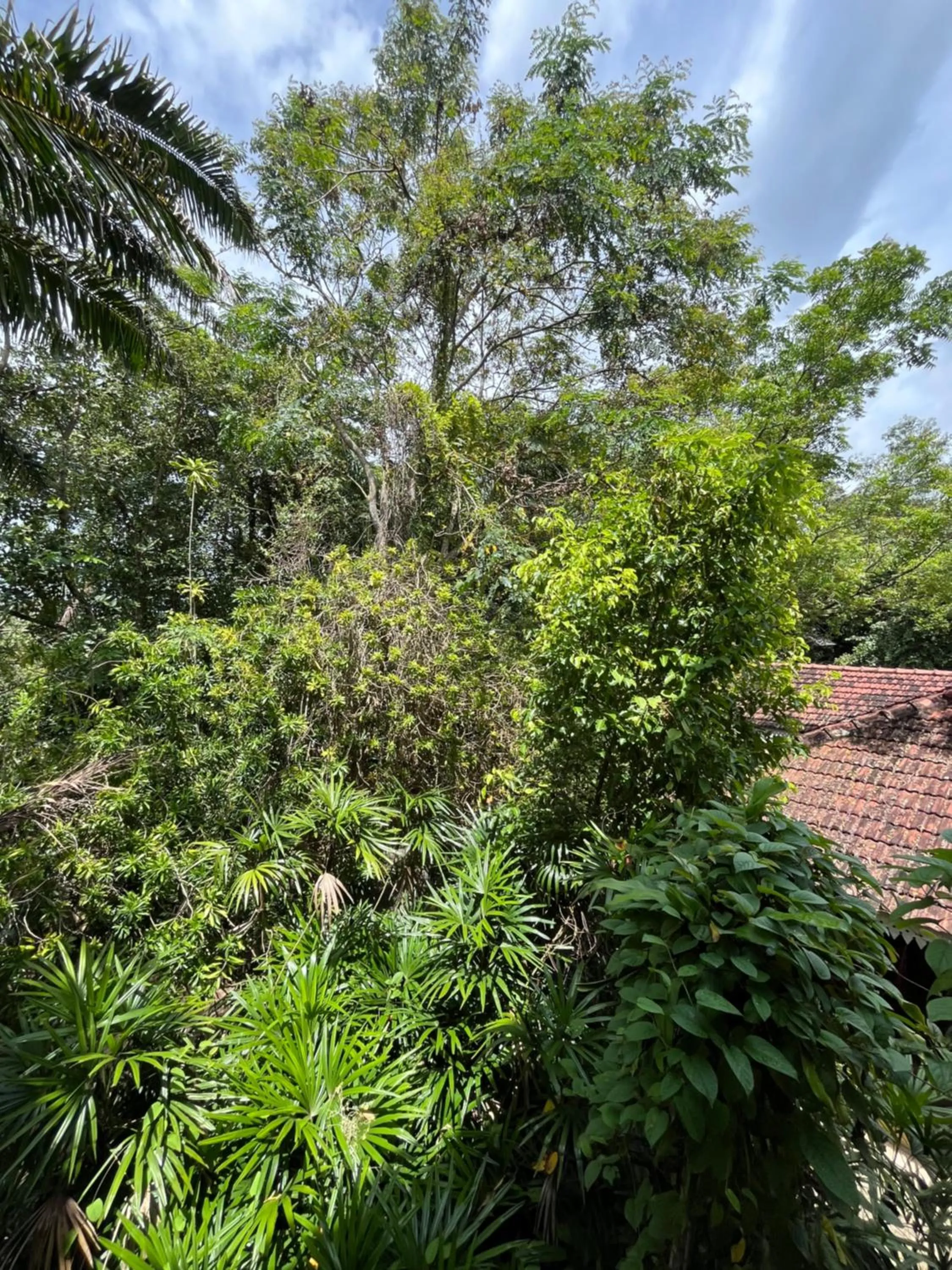 Garden view in Ceylon Kingsmen Garden - Katunayake Airport Transit Hotels