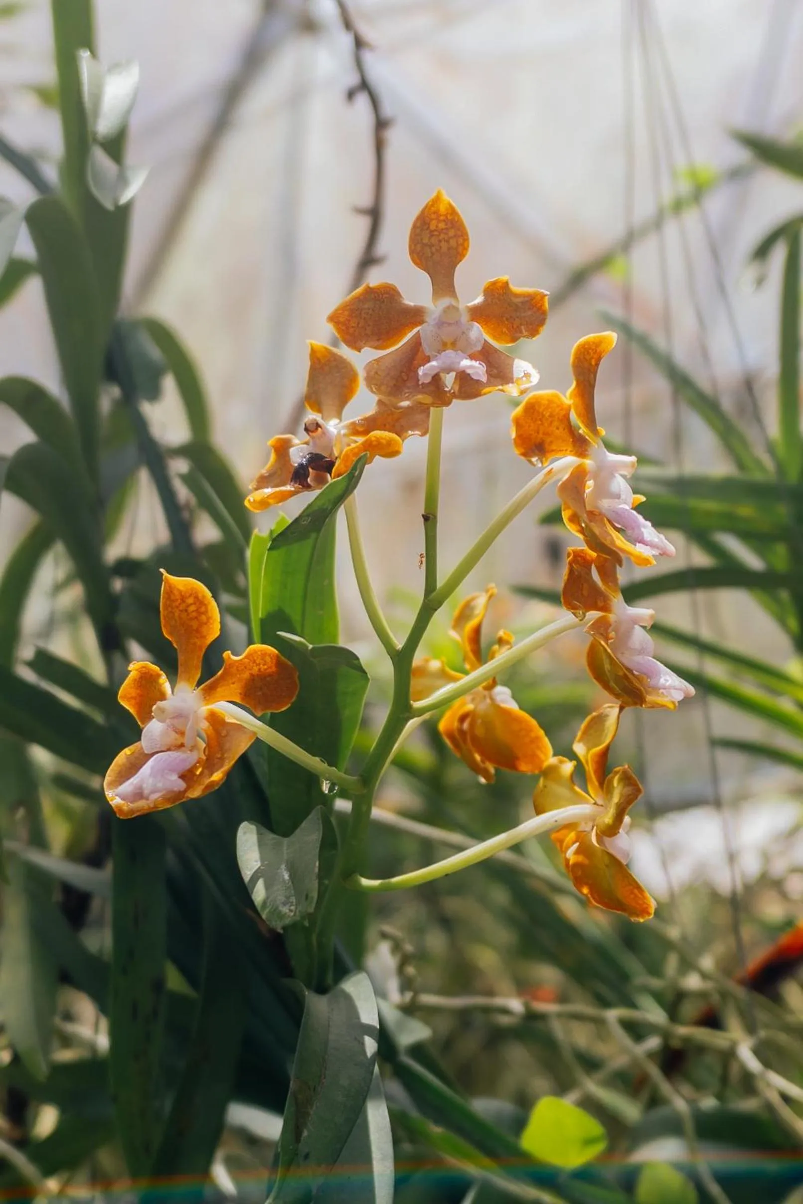 Garden in Ceylon Kingsmen Garden - Katunayake Airport Transit Hotels