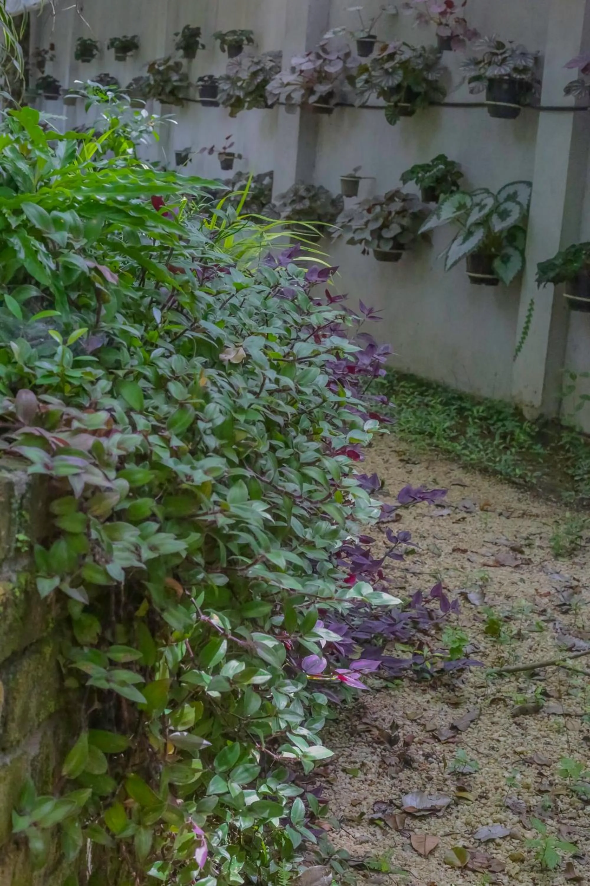 Garden in Ceylon Kingsmen Garden - Katunayake Airport Transit Hotels