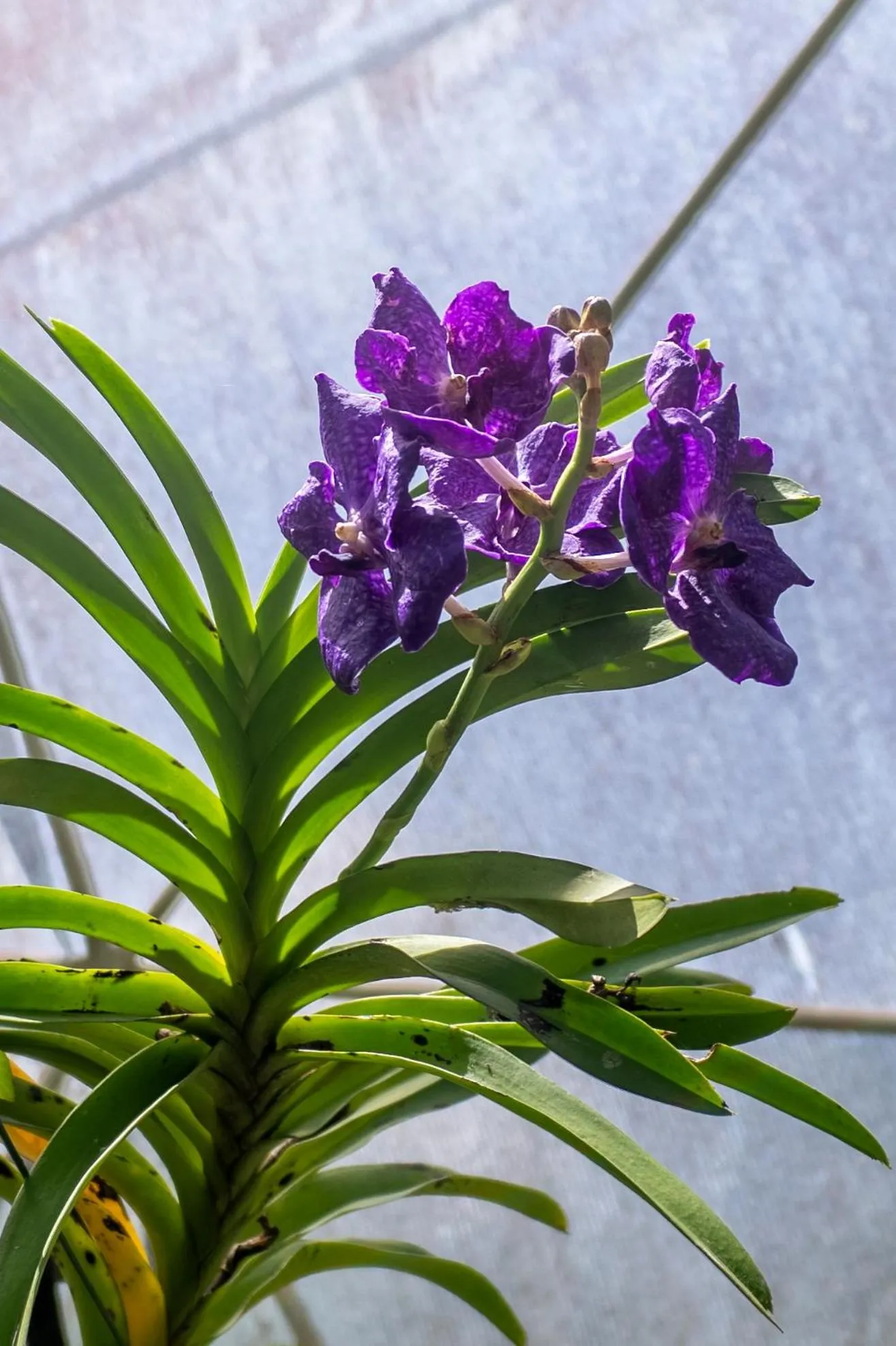 Garden in Ceylon Kingsmen Garden - Katunayake Airport Transit Hotels