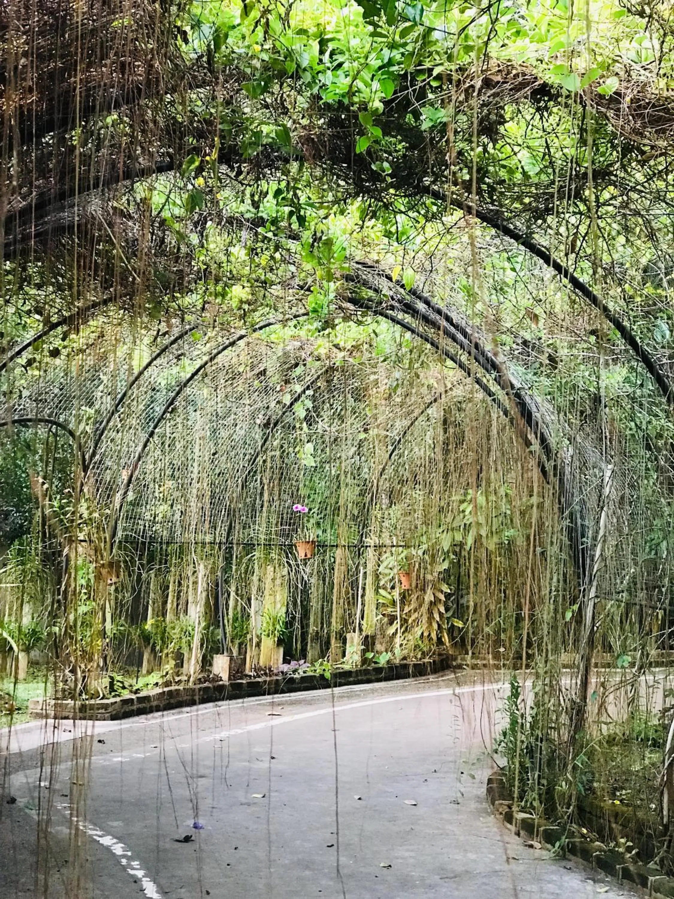 Natural landscape in Ceylon Kingsmen Garden - Katunayake Airport Transit Hotels