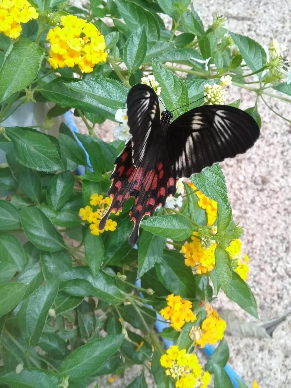 Garden in Ceylon Kingsmen Garden - Katunayake Airport Transit Hotels