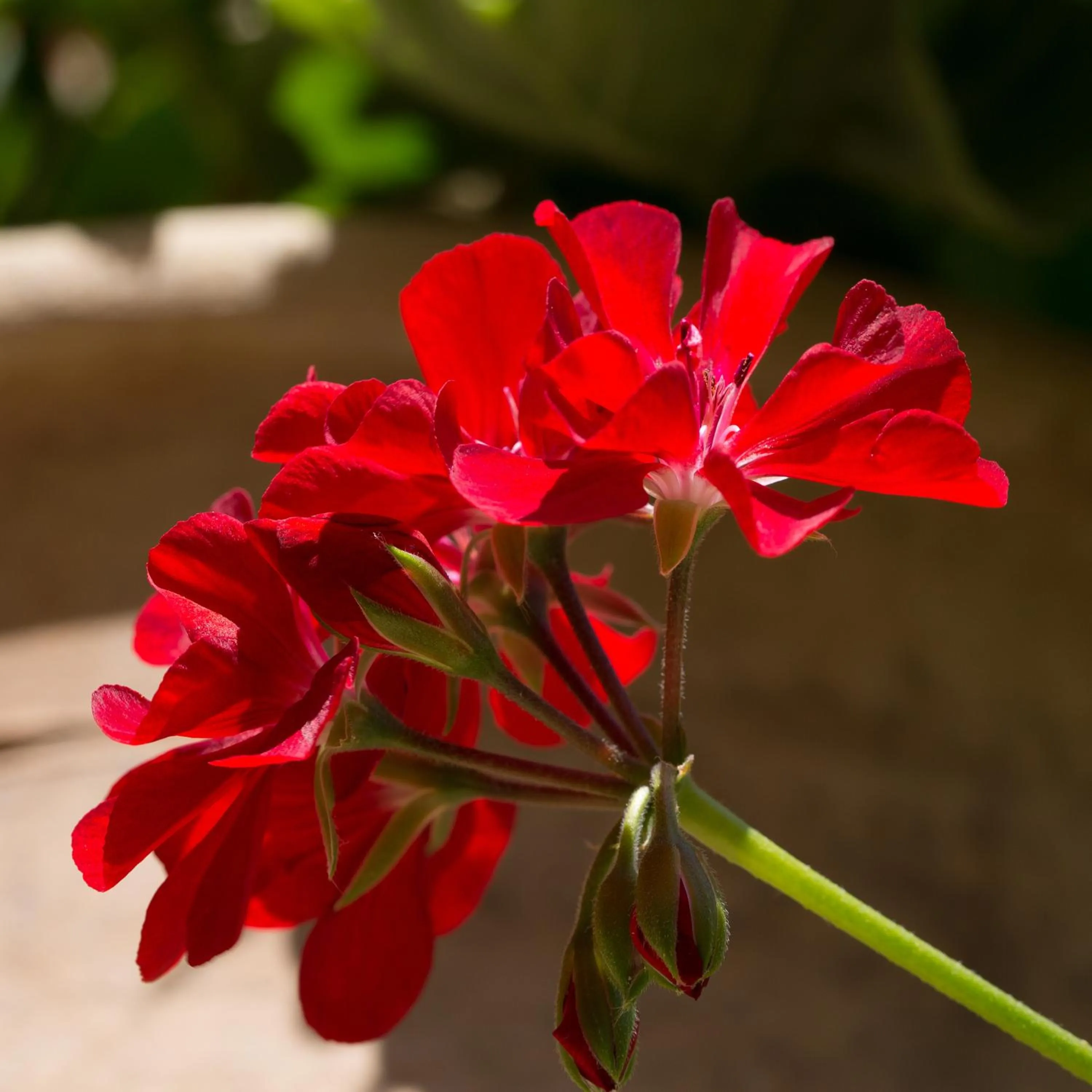 Decorative detail in Porto Sisi Hotel Apartments