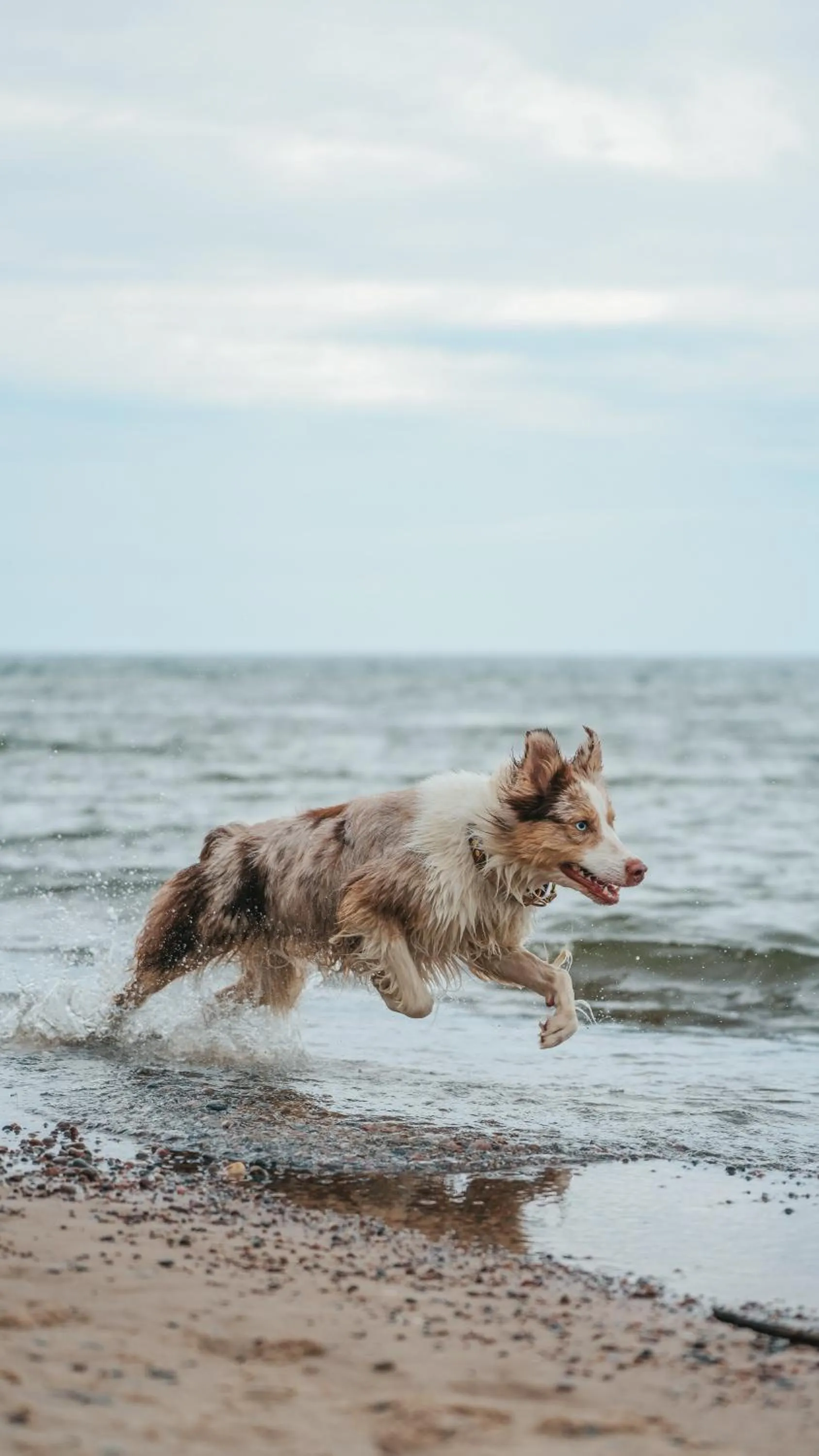 Beach in Hotel Linea Mare