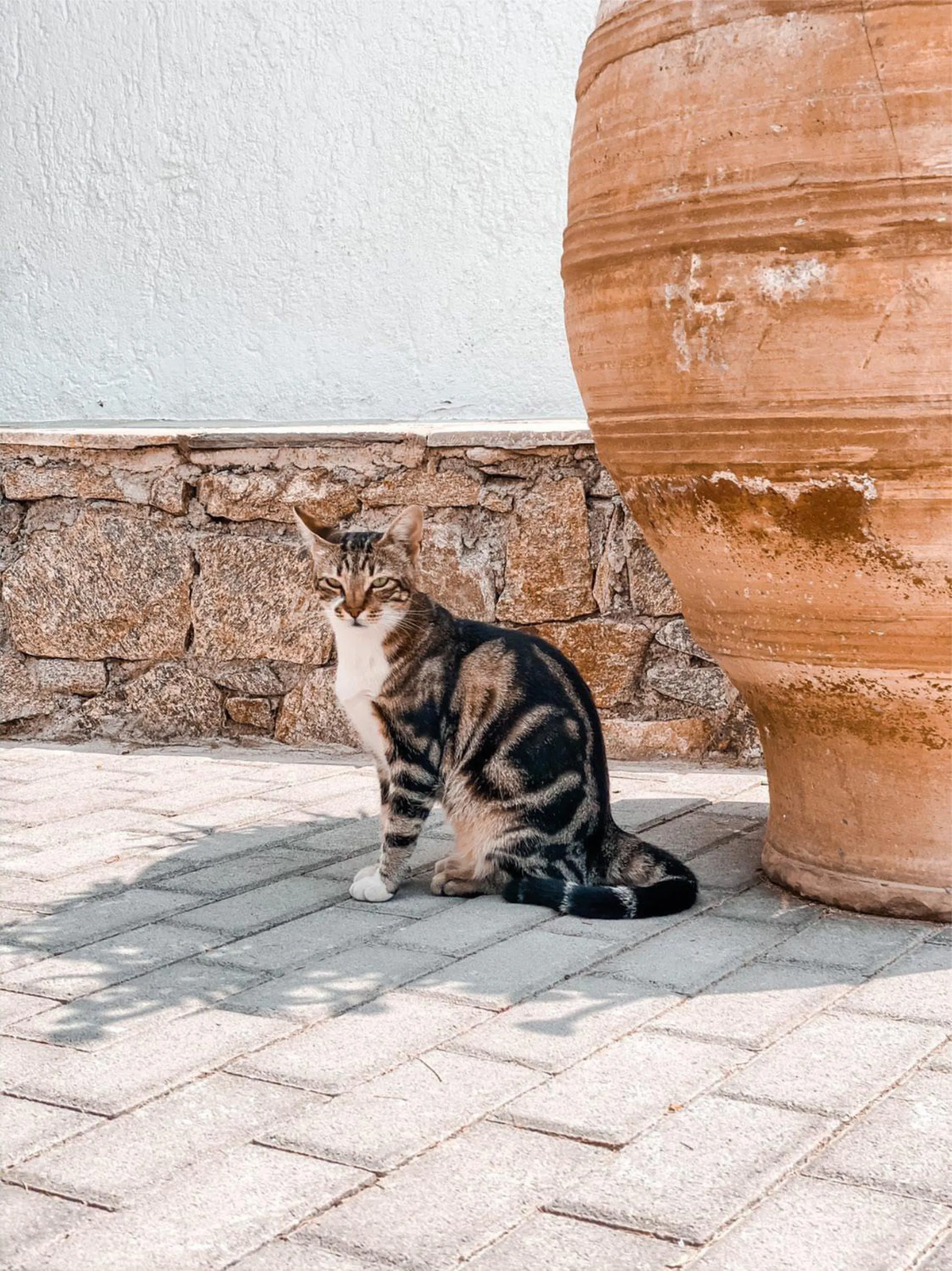 Pets in Villa Konstantin Rooms & Suites