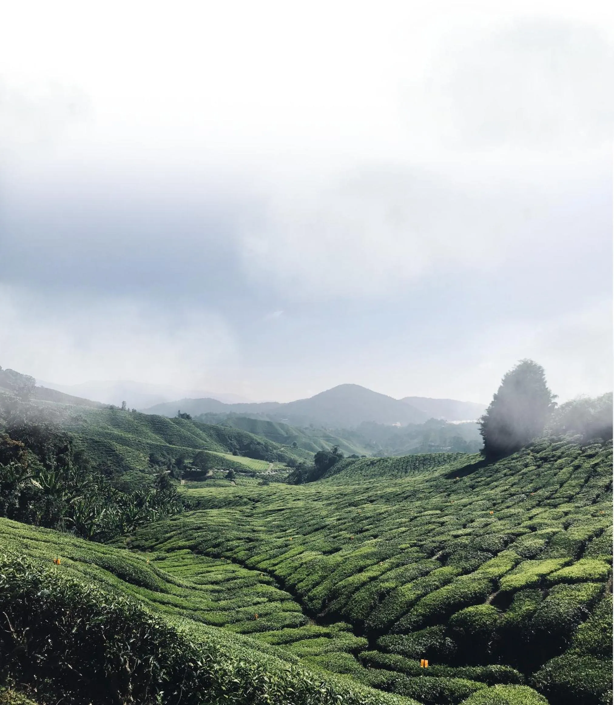 Natural landscape in SPRINGHILL RESORT