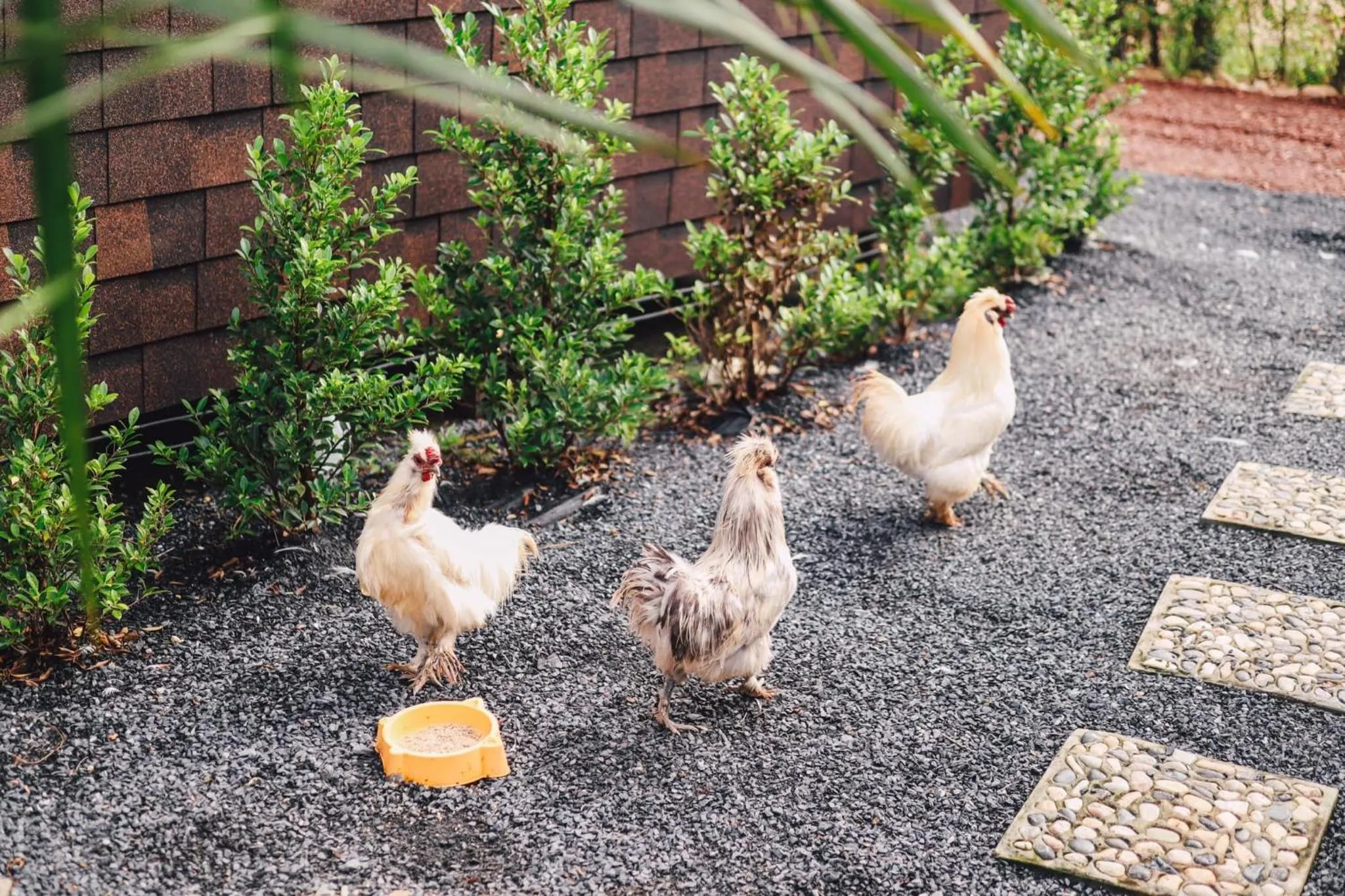 Animals in Plaiphu Pool Villas