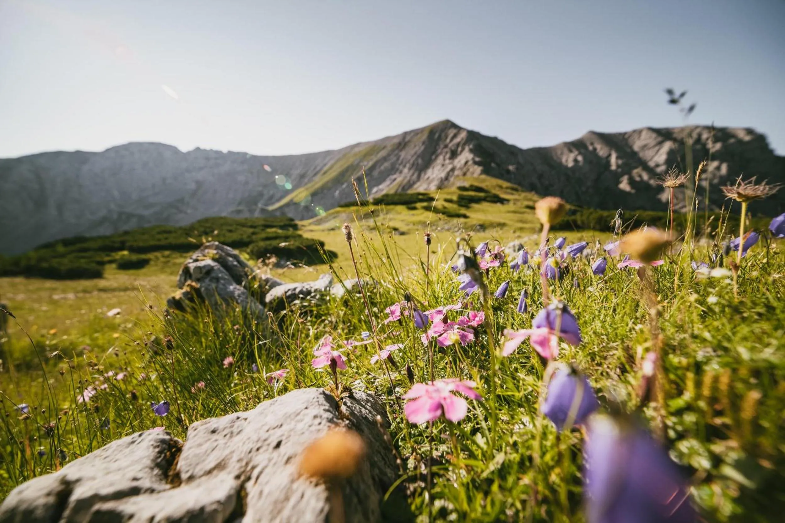 Natural landscape in TRIFORÊT alpin resort