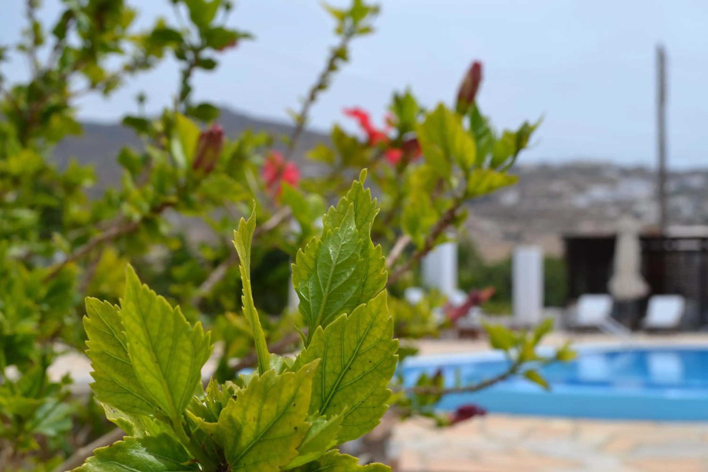 Swimming pool in Brother's Hotel