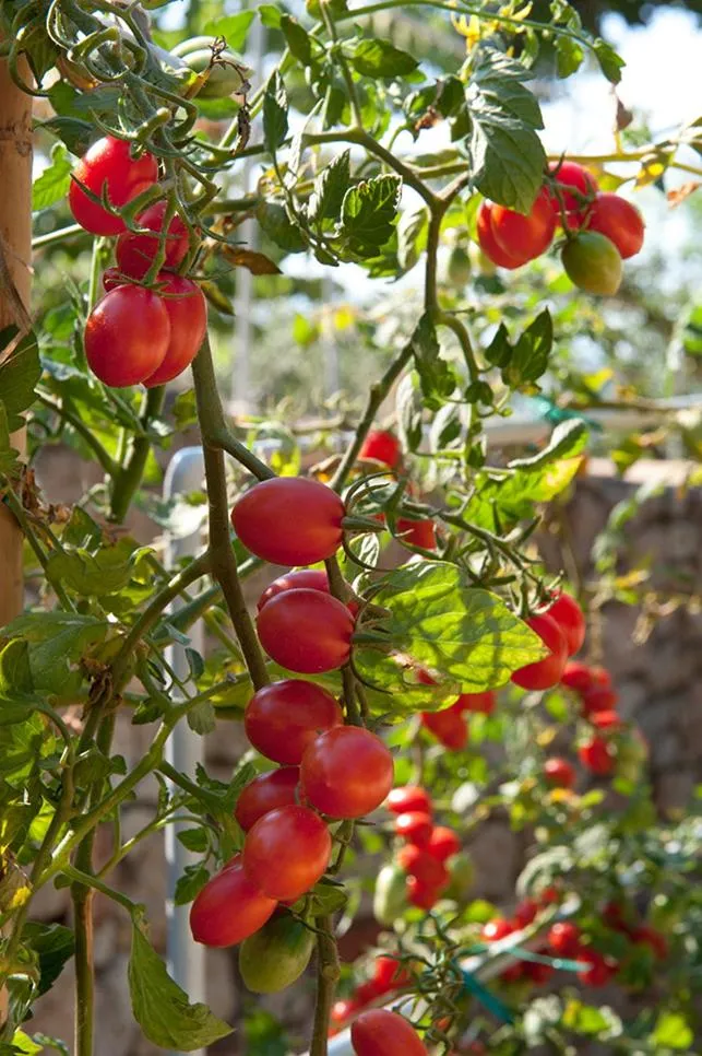 Garden in Notos Hotel Kardamili