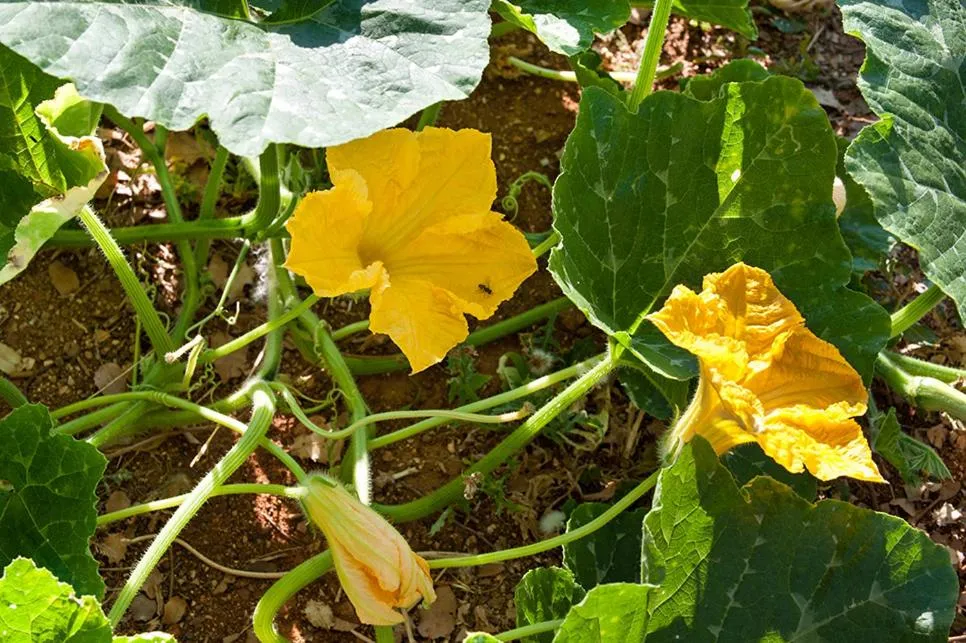 Garden in Notos Hotel Kardamili