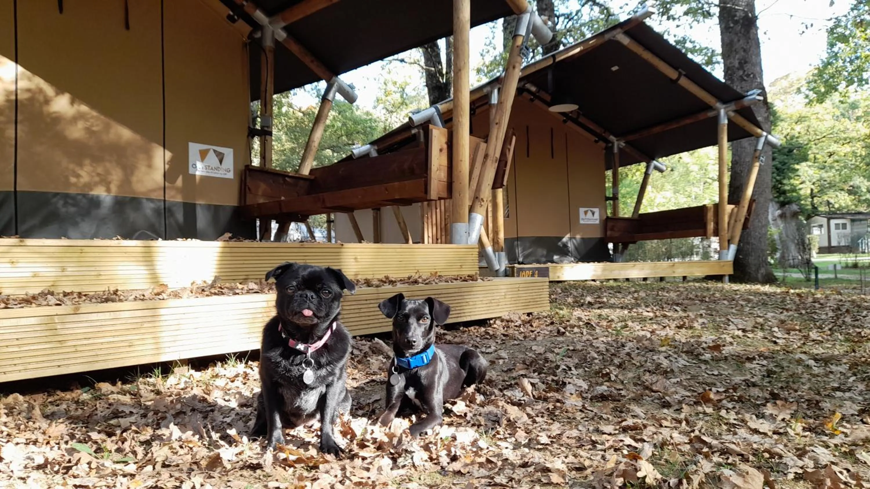 Pets in CAMPING ETXARRI