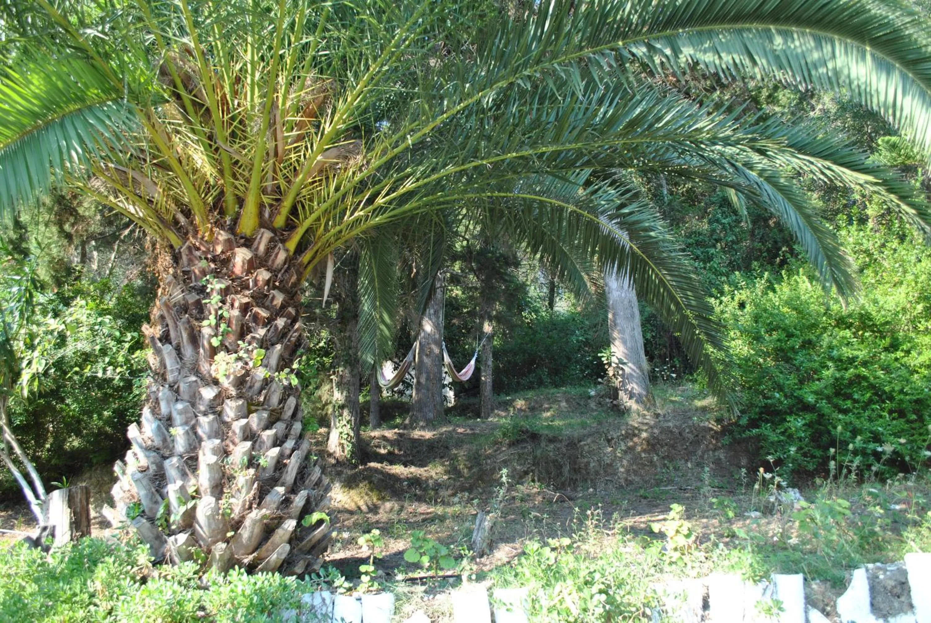 Garden in Hotel Helios Splendid