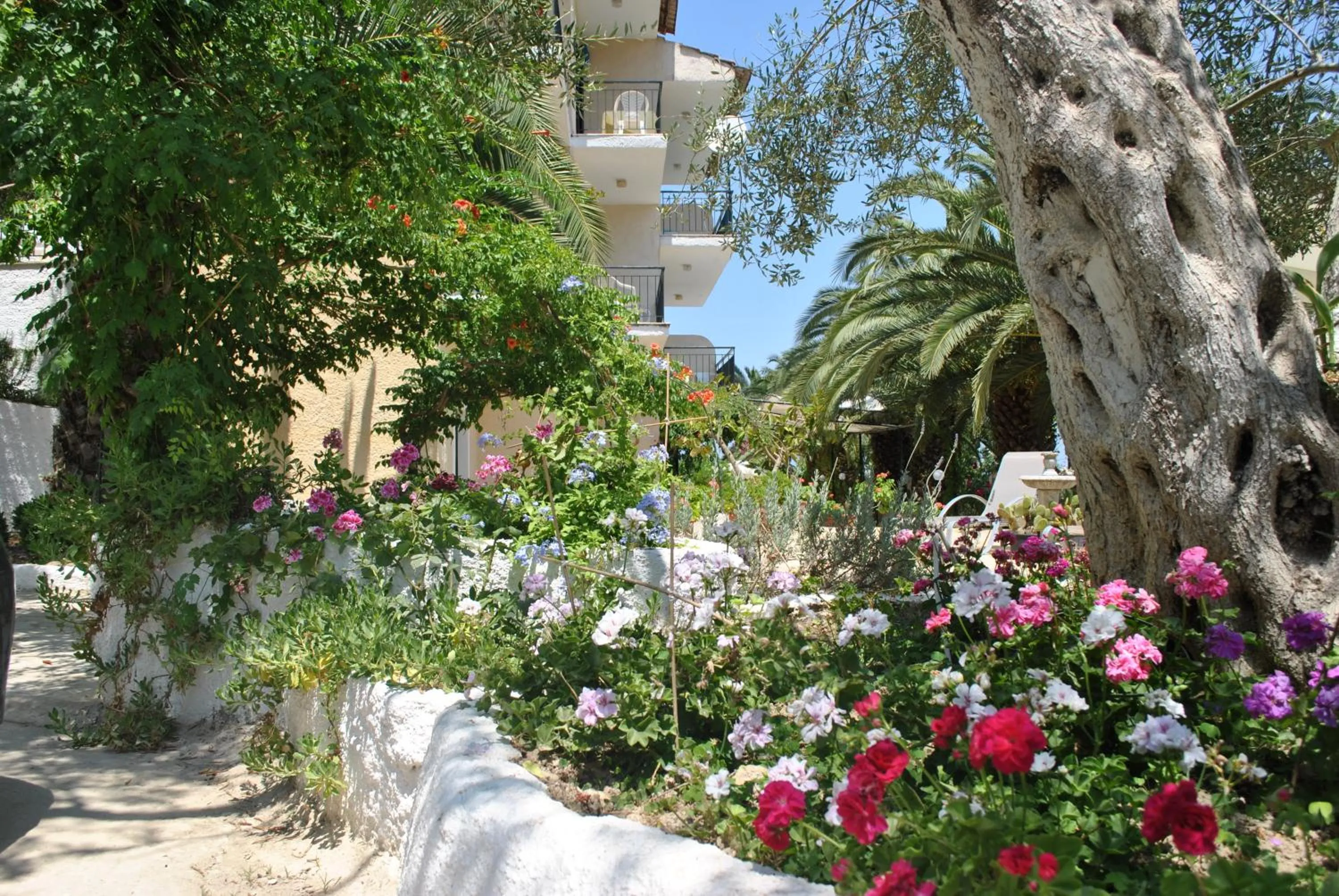 Garden in Hotel Helios Splendid